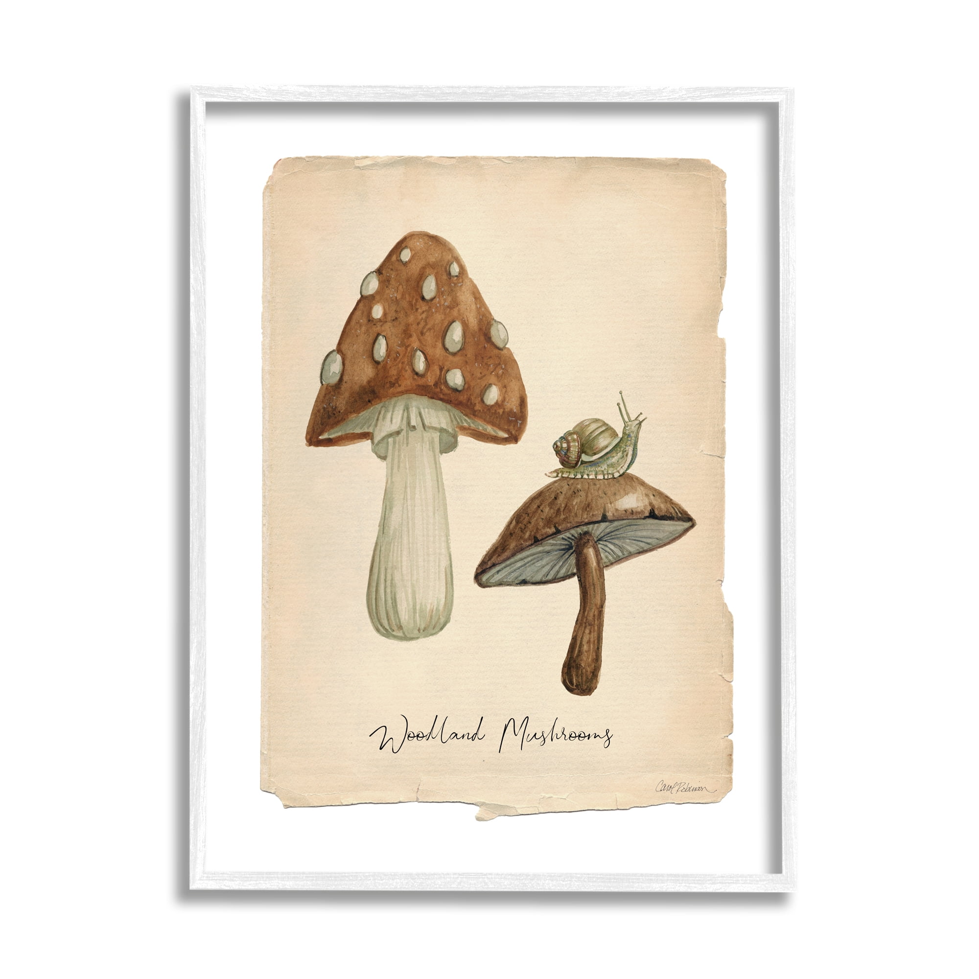 Stupell Industries Woodland Mushrooms & Snail Botanical & Floral Painting White Framed Art Print Wall Art, 16 x 20