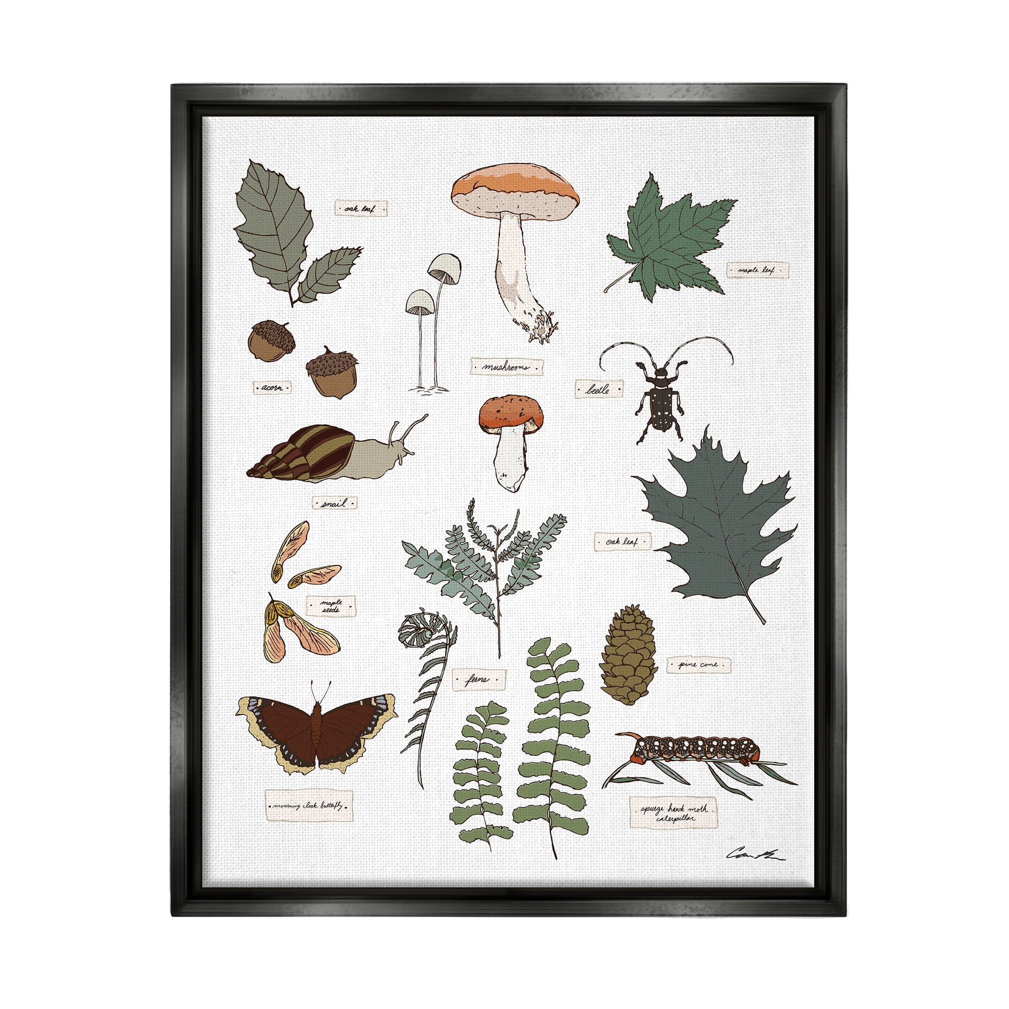 Stupell Industries Woodland Nature Studies Botanical & Floral Painting Black Floater Framed Art Print Wall Art, 17 x 21