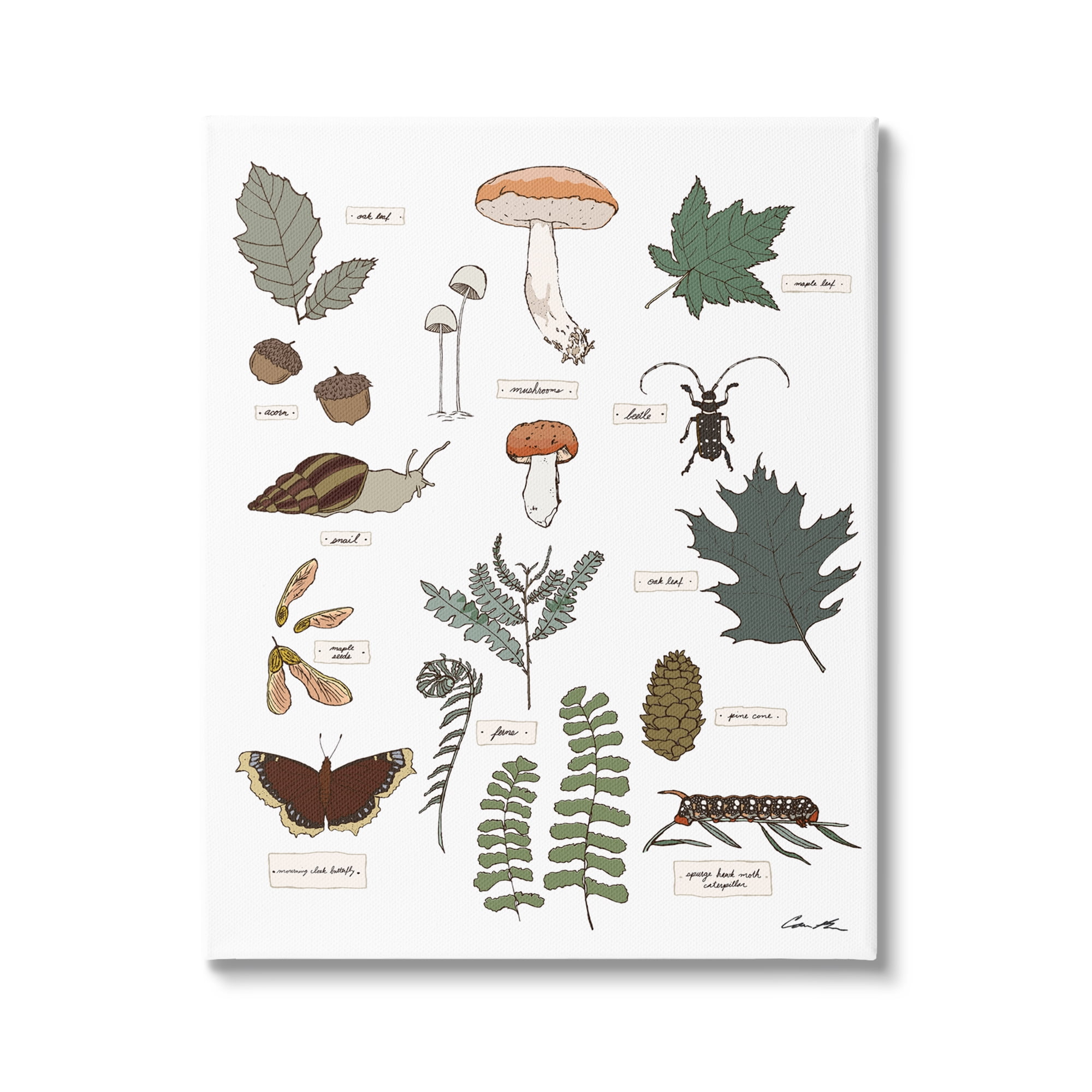 Stupell Industries Woodland Nature Studies Botanical & Floral Painting Gallery Wrapped Canvas Print Wall Art, 16 x 20