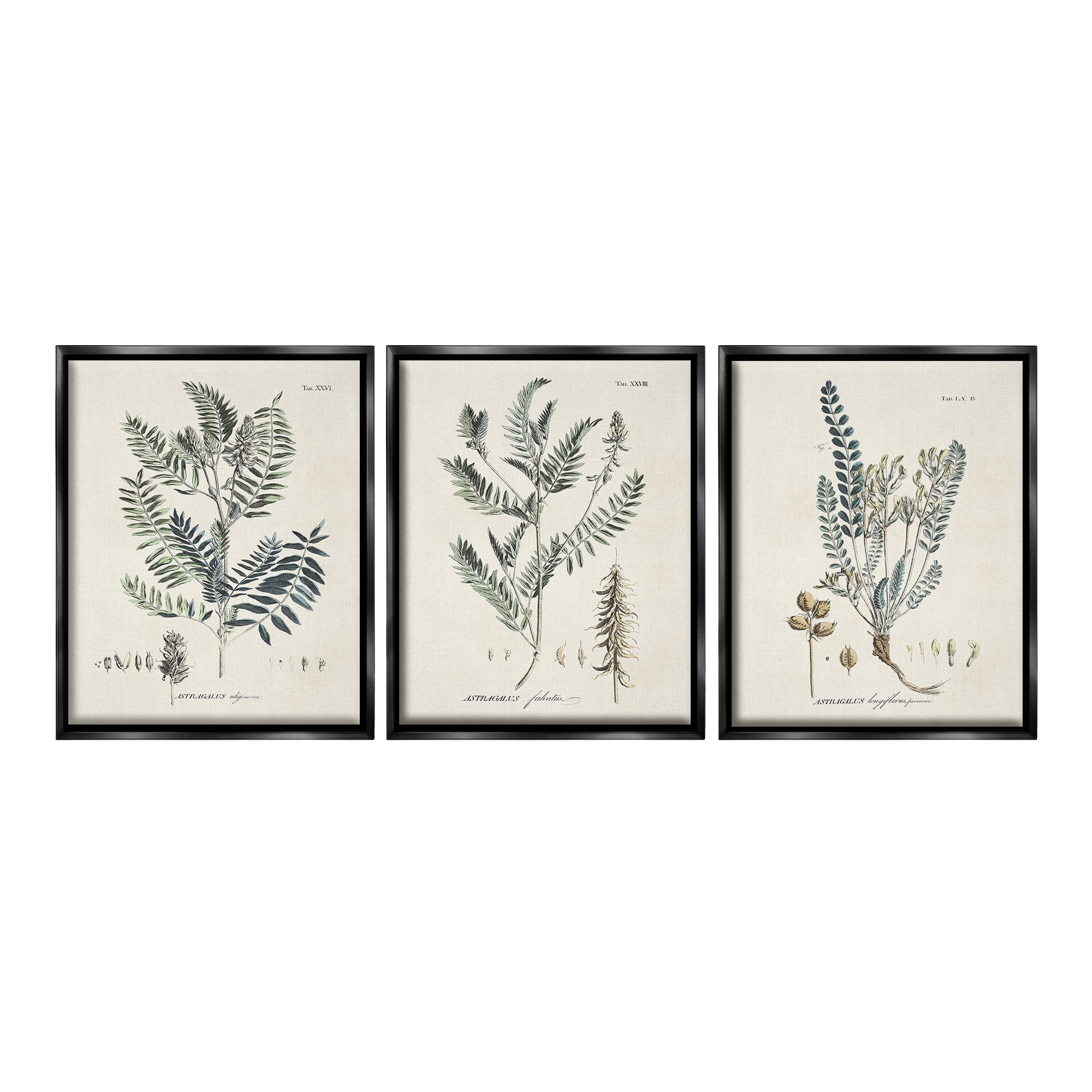 Stupell Industries Woodland Plant Studies Botanical & Floral Painting Black Floater Framed Canvas Art Print Wall Art, 25 x 31, Set of 3