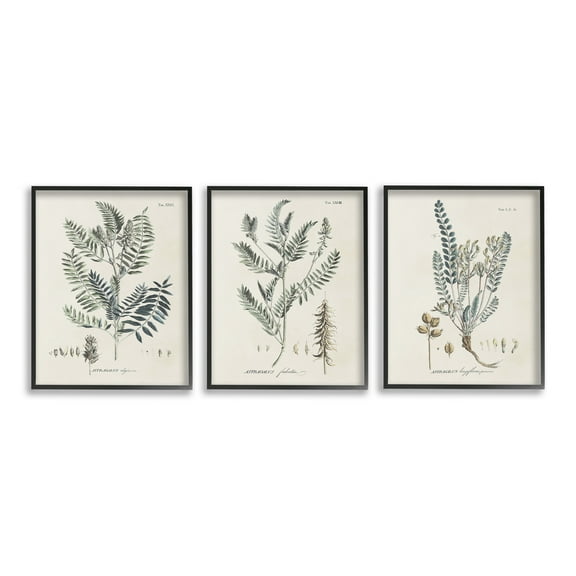 Stupell Industries Woodland Plant Studies Botanical & Floral Painting Black Framed Art Print Wall Art, 11 x 14, Set of 3