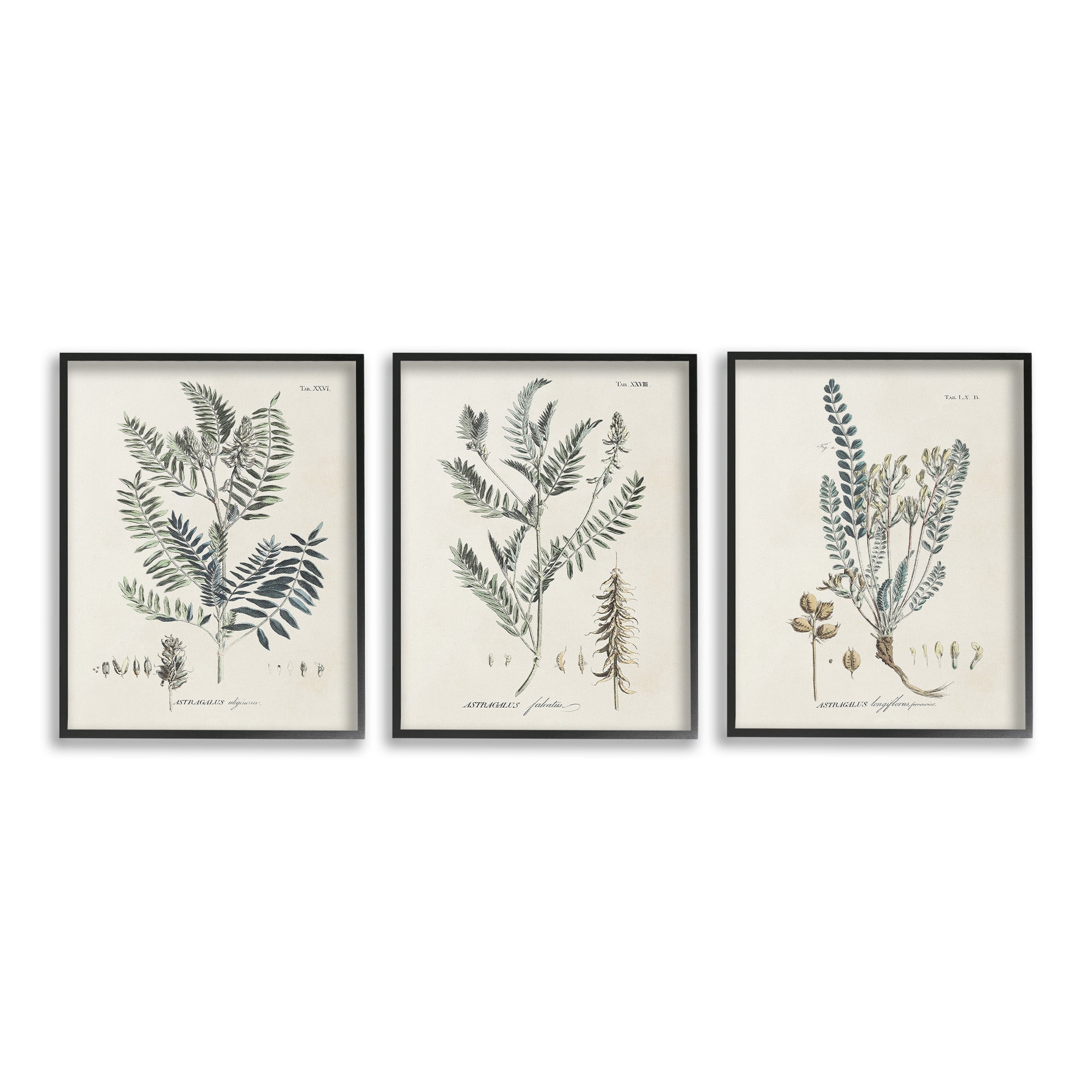 Stupell Industries Woodland Plant Studies Botanical & Floral Painting Black Framed Art Print Wall Art, 24 x 30, Set of 3