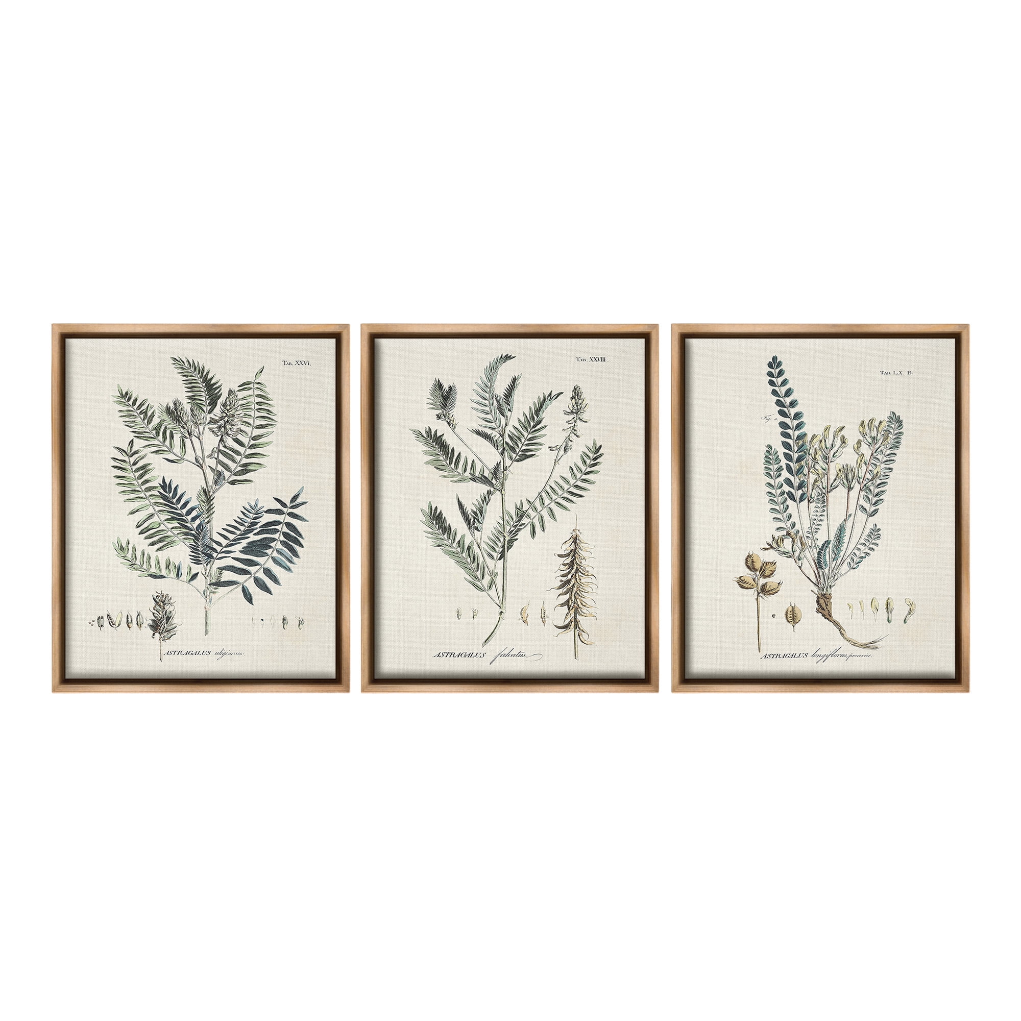 Stupell Industries Woodland Plant Studies Botanical & Floral Painting Brown Floater Framed Canvas Art Print Wall Art, 17 x 21, Set of 3