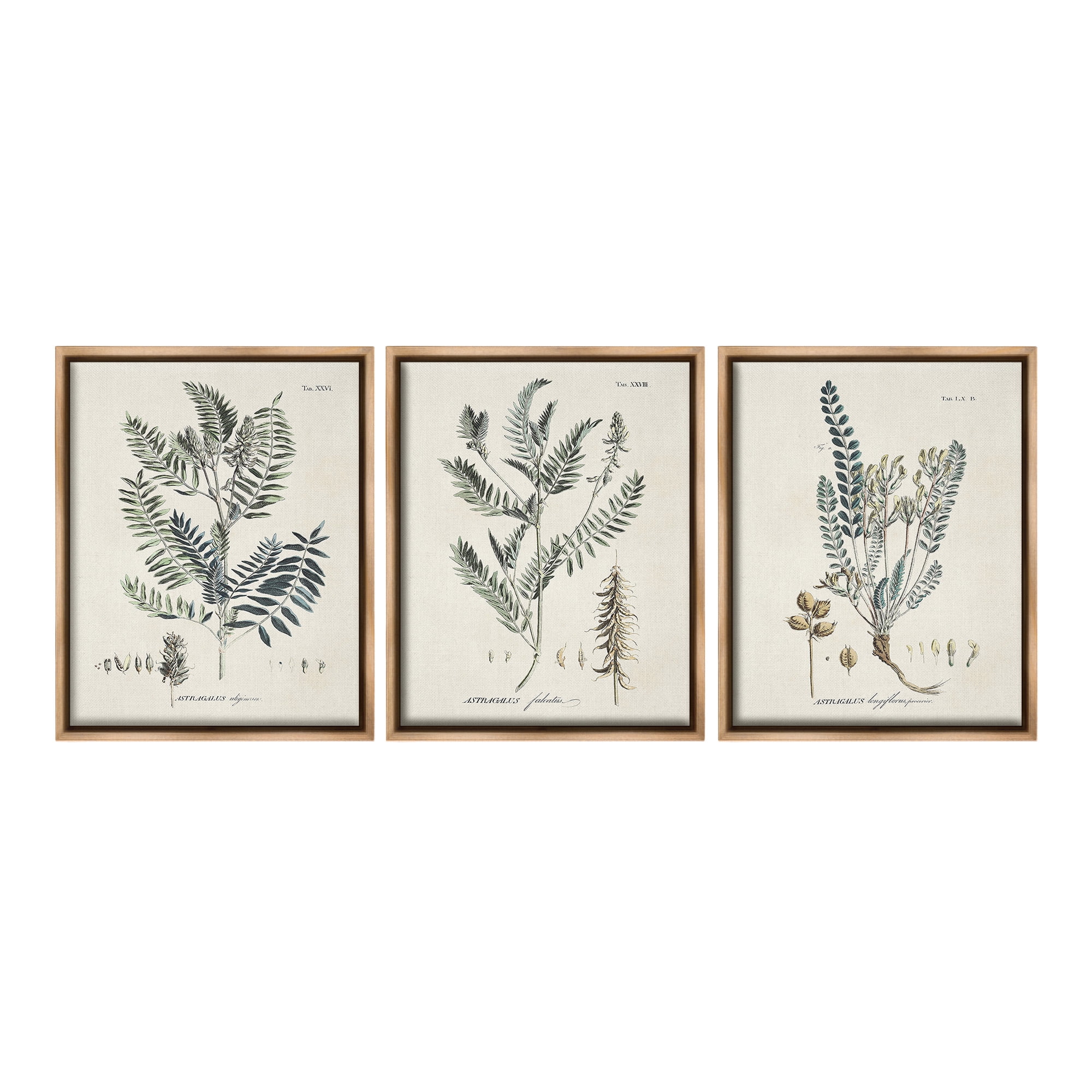Stupell Industries Woodland Plant Studies Botanical & Floral Painting Brown Floater Framed Canvas Art Print Wall Art, 25 x 31, Set of 3