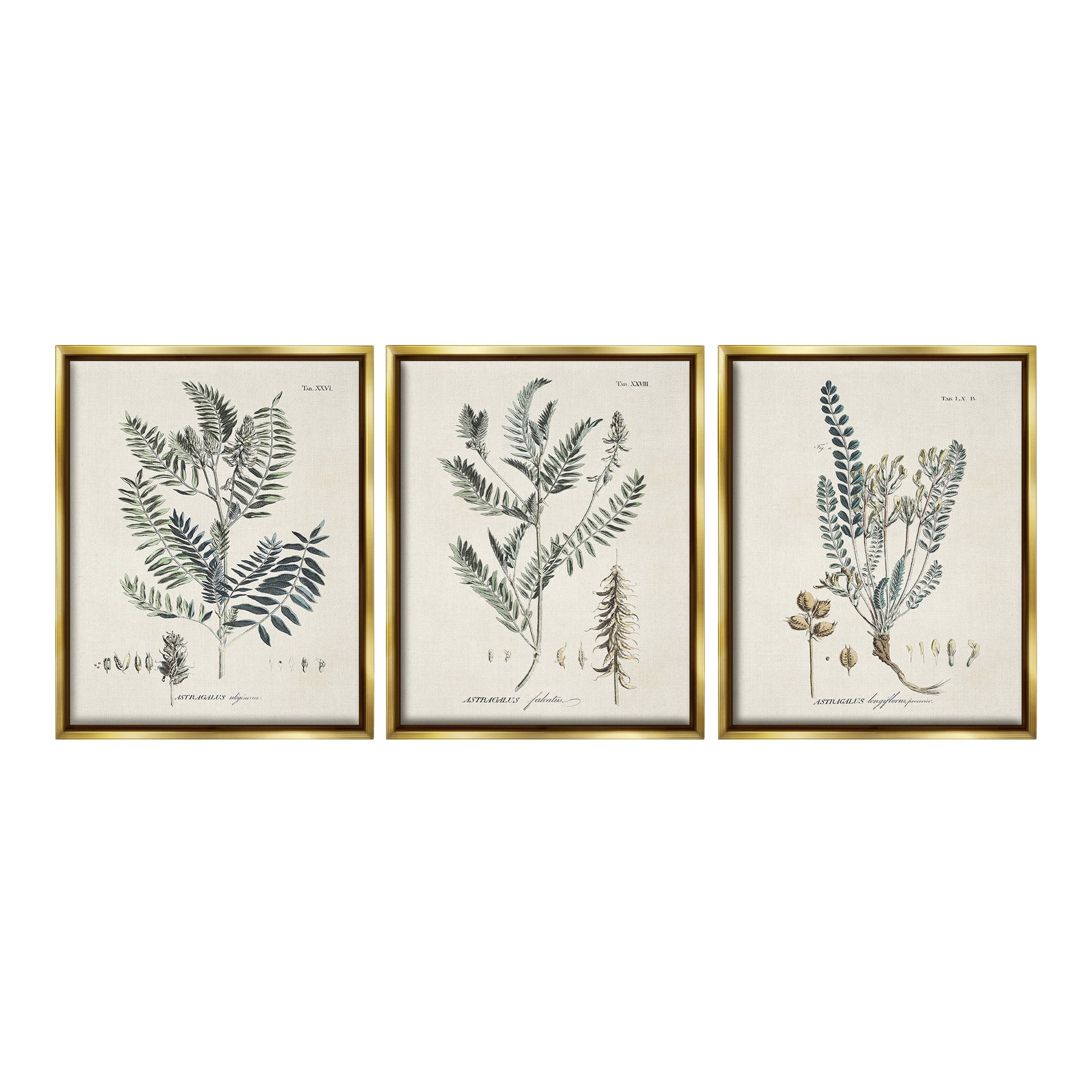 Stupell Industries Woodland Plant Studies Botanical & Floral Painting Gold Floater Framed Canvas Art Print Wall Art, 17 x 21, Set of 3
