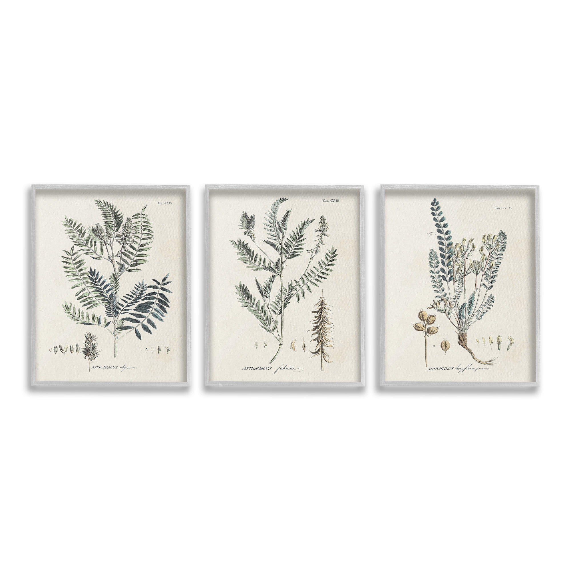 Stupell Industries Woodland Plant Studies Botanical & Floral Painting Gray Framed Art Print Wall Art, 16 x 20, Set of 3