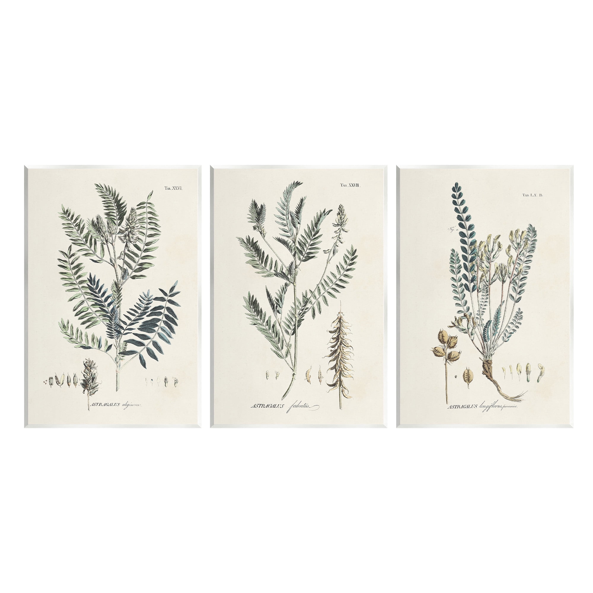 Stupell Industries Woodland Plant Studies Botanical & Floral Painting Unframed Art Print Wall Art, 13 x 19, Set of 3