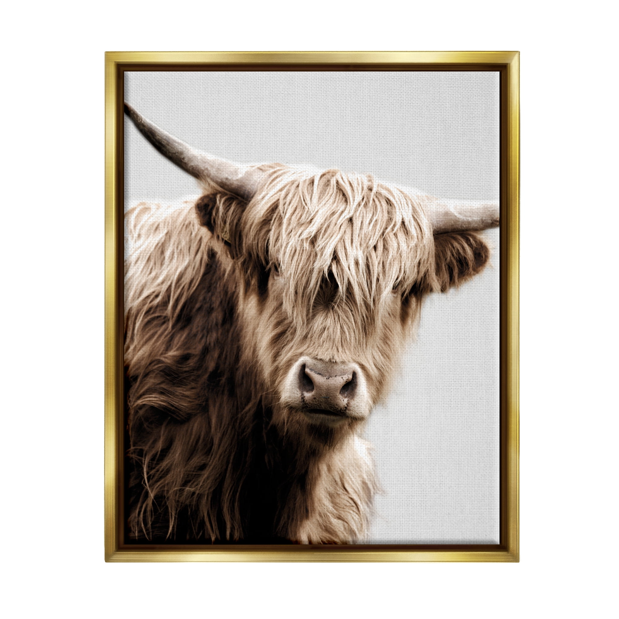 Stupell Industries Wooly Cattle Portrait Animals & Insects Photography Gold Floater Framed Canvas Art Print Wall Art, 17 x 21