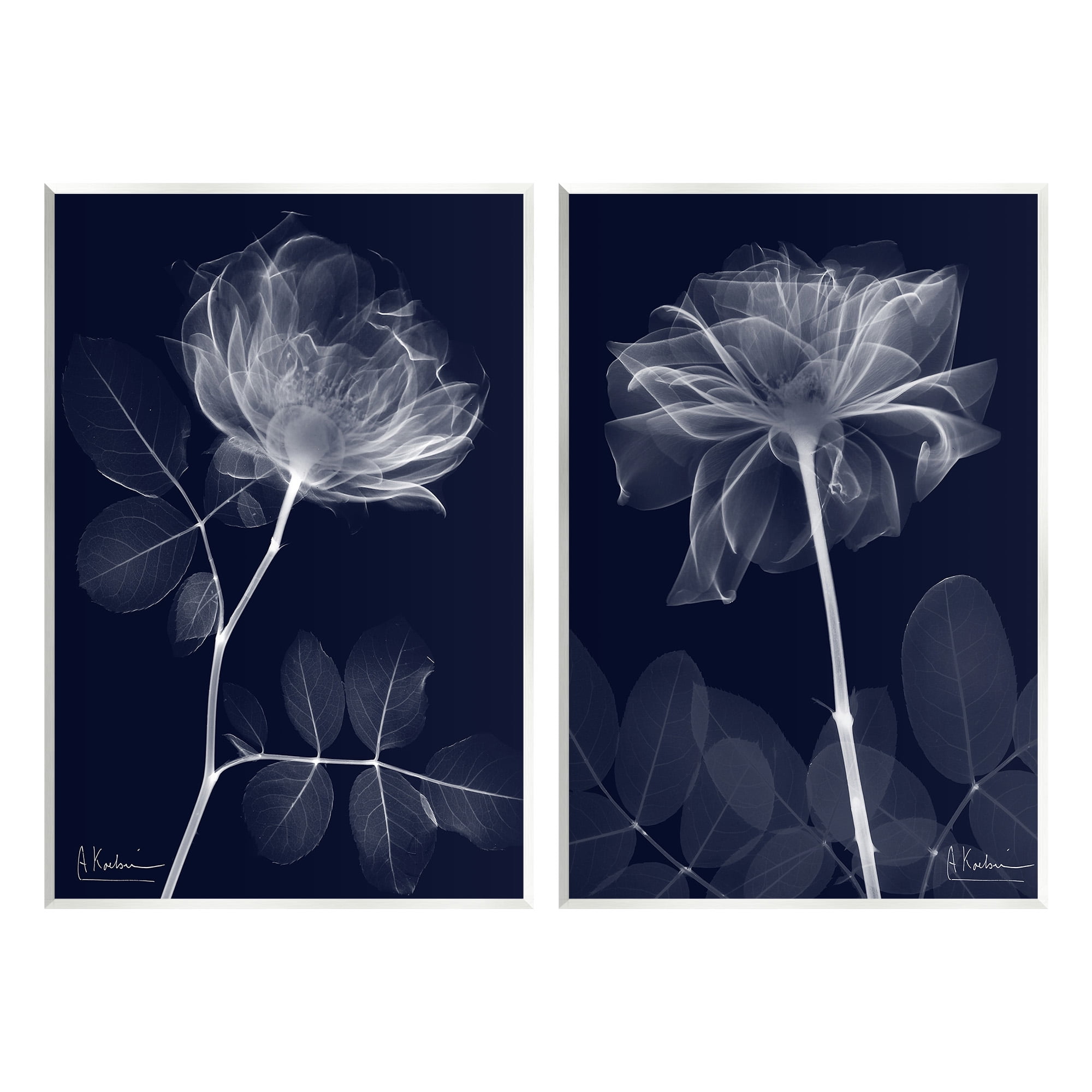 Stupell Industries X-Ray Blossom on Black Botanical & Floral Photography Unframed Art Print Wall Art, 13 x 19, Set of 2