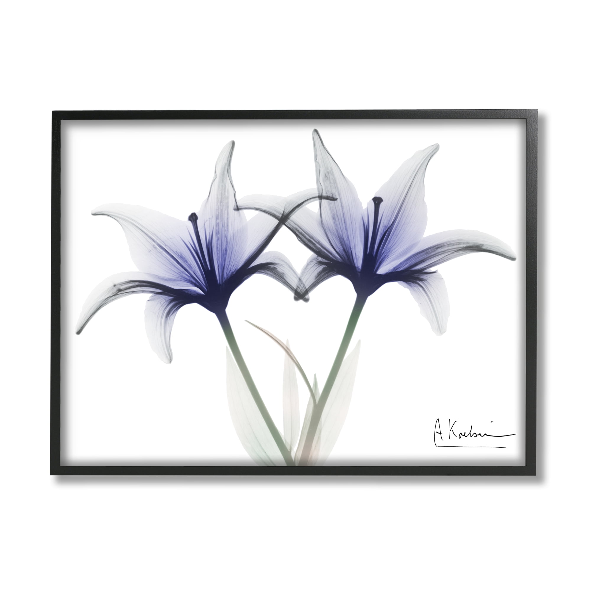 Stupell Industries X-Ray Lily Flowers Botanical & Floral Photography Black Framed Art Print Wall Art, 14 x 11