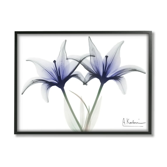 Stupell Industries X-Ray Lily Flowers Botanical & Floral Photography Black Framed Art Print Wall Art, 20 x 16