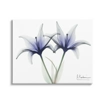 Stupell Industries X-Ray Lily Flowers Botanical & Floral Photography Gallery Wrapped Canvas Print Wall Art, 20 x 16