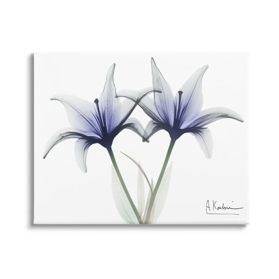 Stupell Industries X-Ray Lily Flowers Botanical & Floral Photography Gallery Wrapped Canvas Print Wall Art, 20 x 16