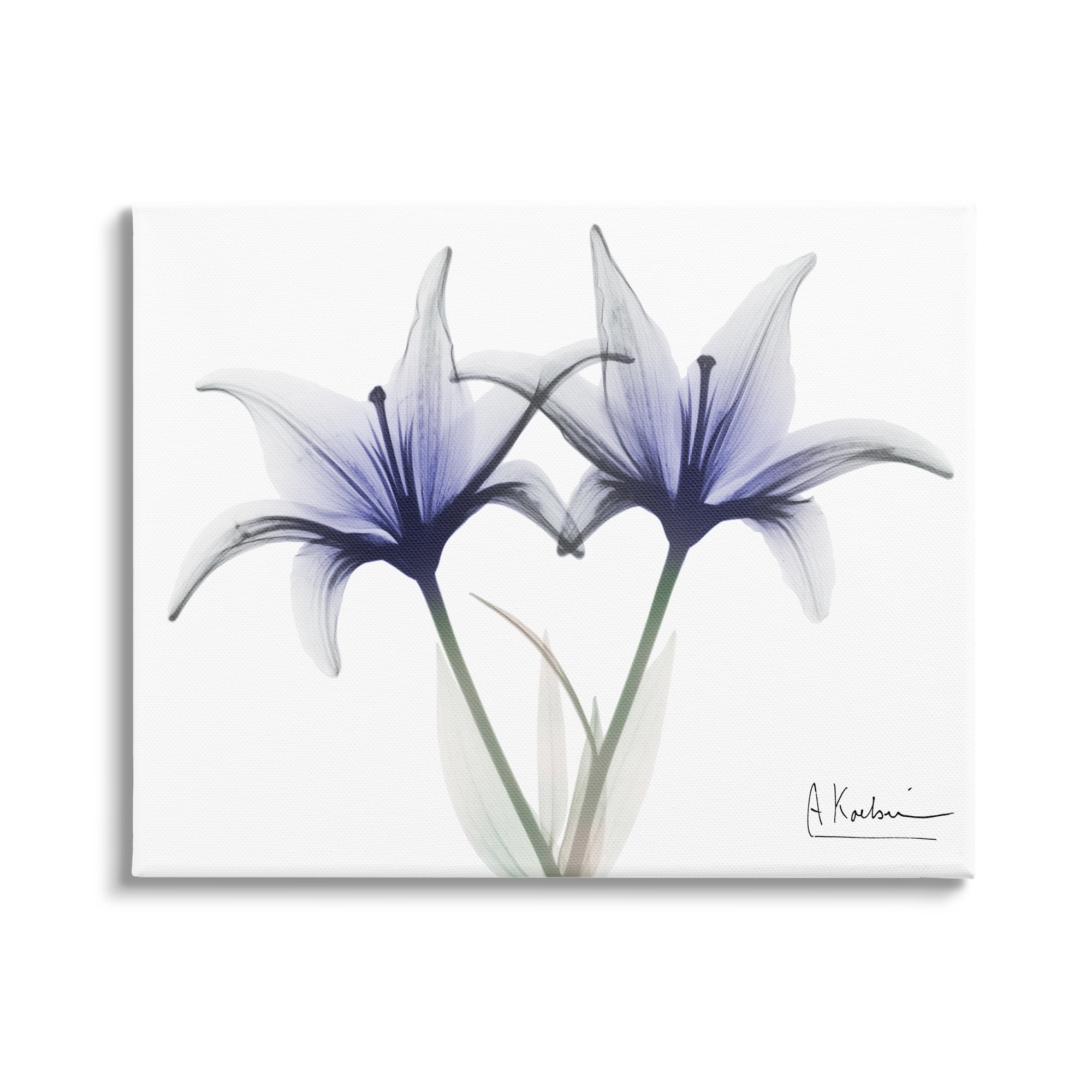 Stupell Industries X-Ray Lily Flowers Botanical & Floral Photography Gallery Wrapped Canvas Print Wall Art, 40 x 30