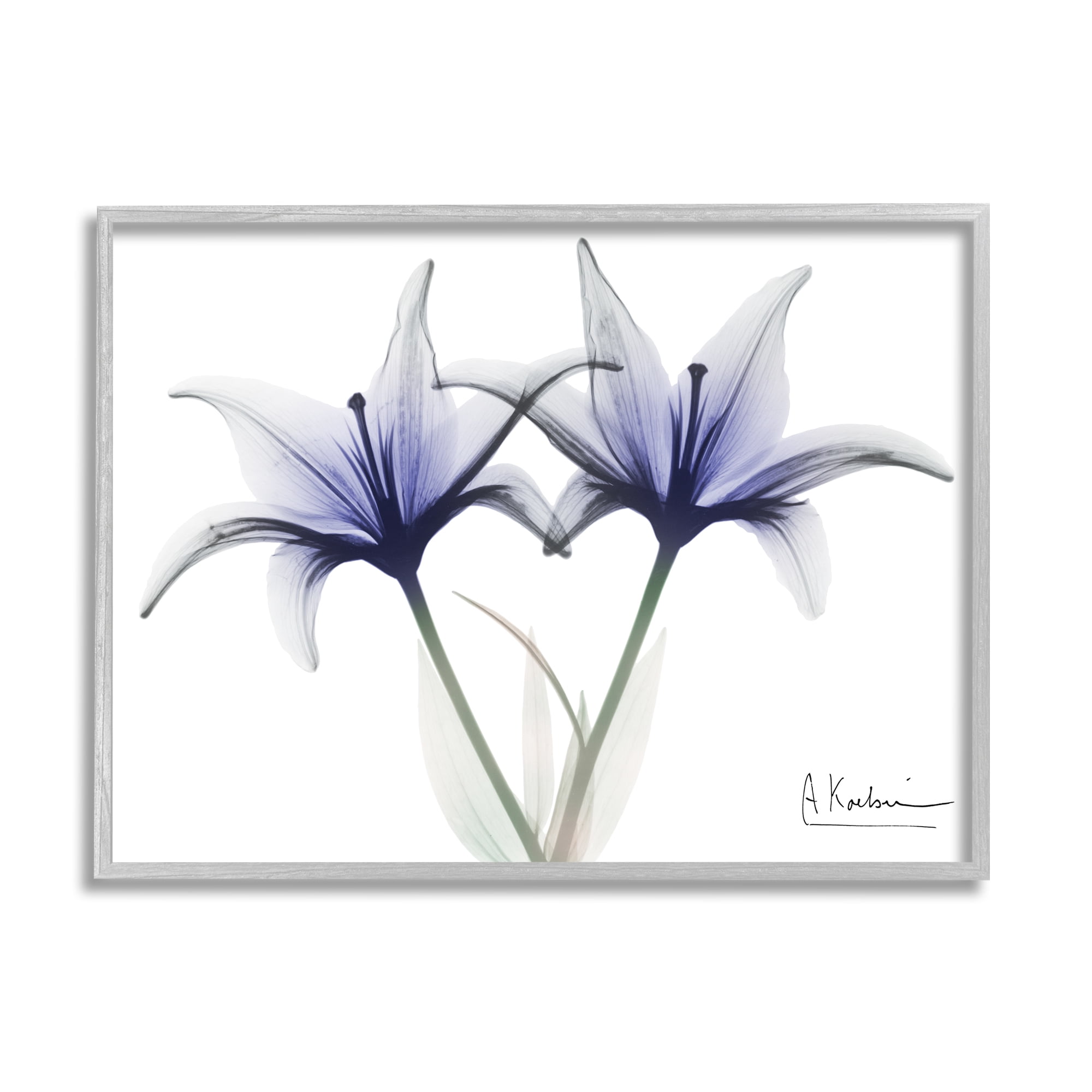 Stupell Industries X-Ray Lily Flowers Botanical & Floral Photography Gray Framed Art Print Wall Art, 20 x 16