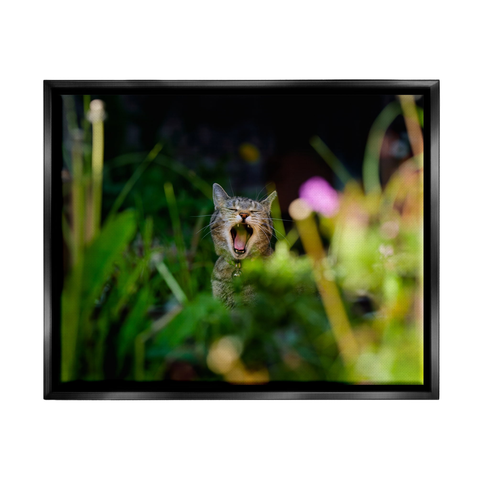 Stupell Industries Yawning Cat in Grass Animals & Insects Photography Black Floater Framed Canvas Art Print Wall Art, 21 x 17