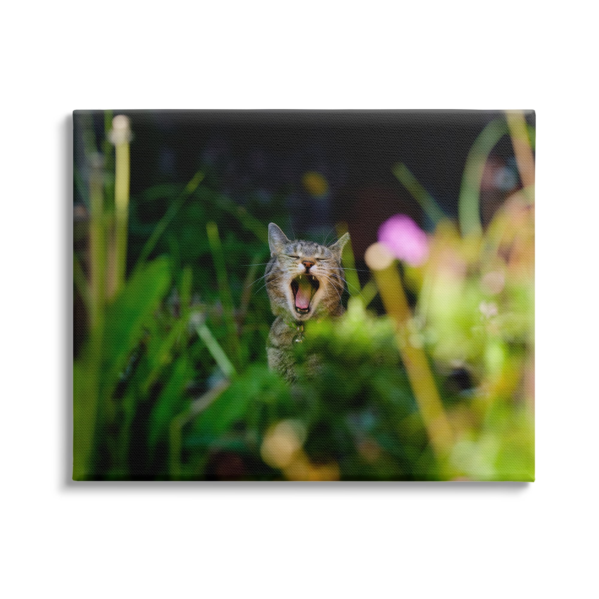 Stupell Industries Yawning Cat in Grass Animals & Insects Photography Gallery Wrapped Canvas Art Print Wall Art, 20 x 16