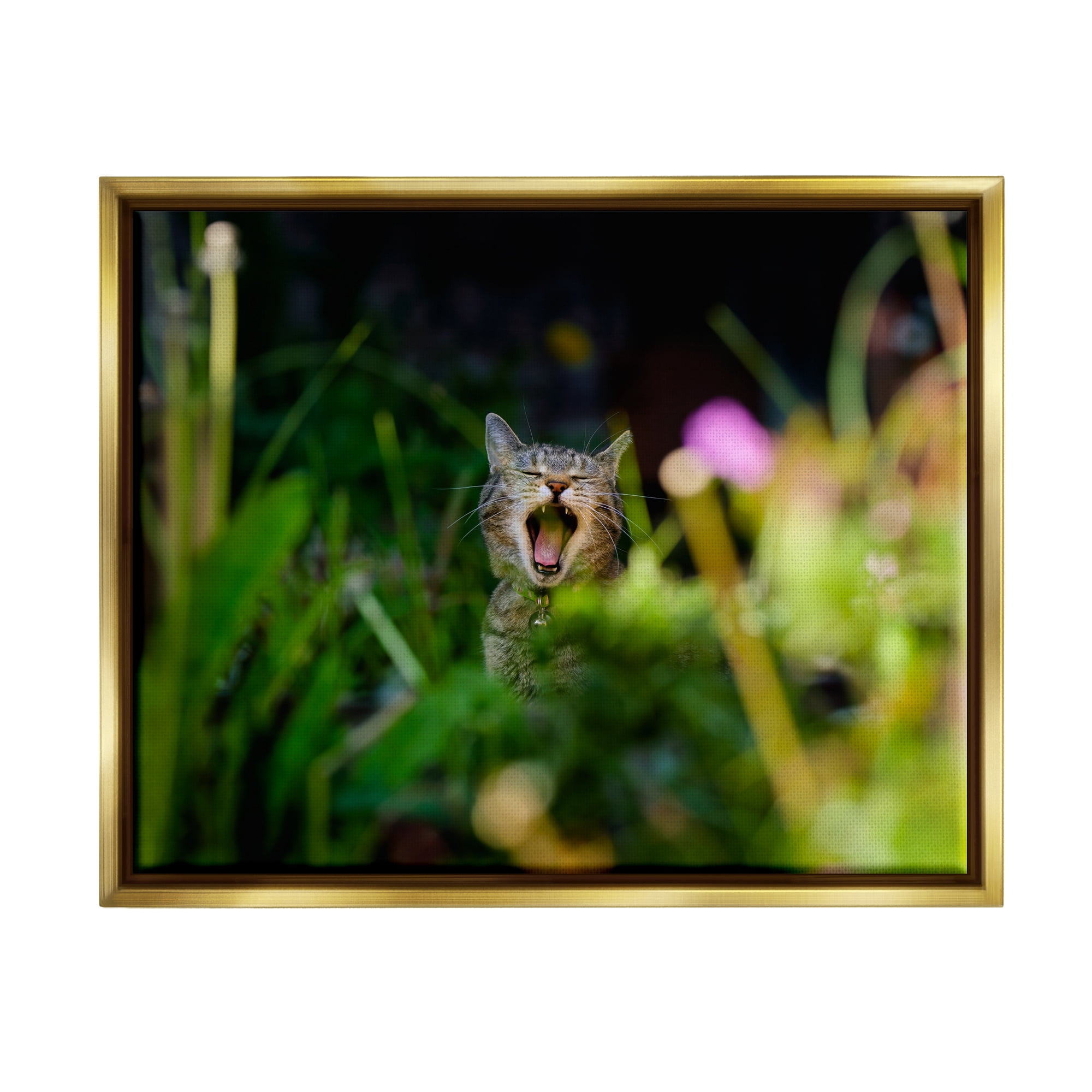 Stupell Industries Yawning Cat in Grass Animals & Insects Photography Gold Floater Framed Canvas Art Print Wall Art, 31 x 25