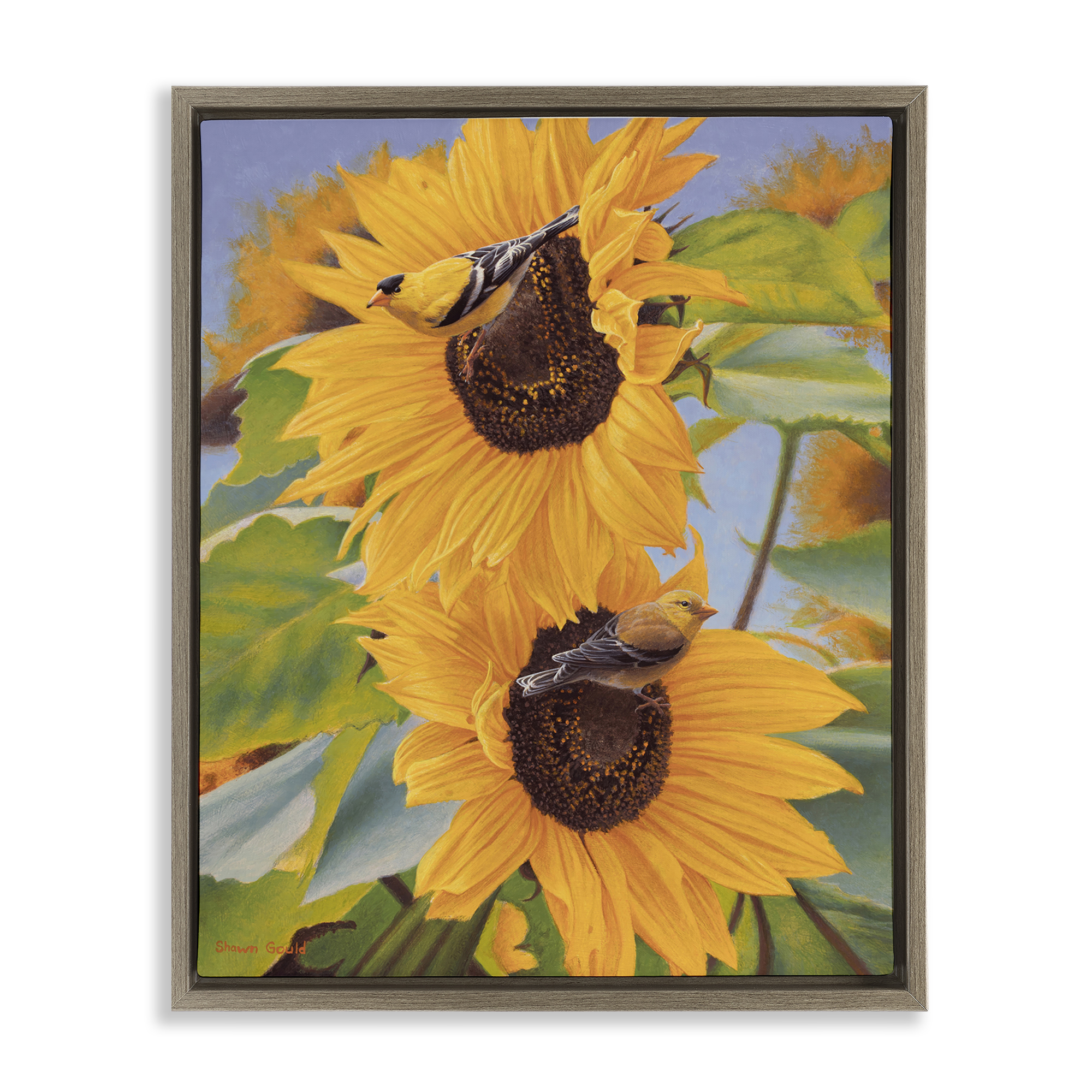 Stupell Industries Yellow Bird & Sunflowers Plants & Flowers Photography Brown Floater Framed Canvas Art Print Wall Art, 17 x 21