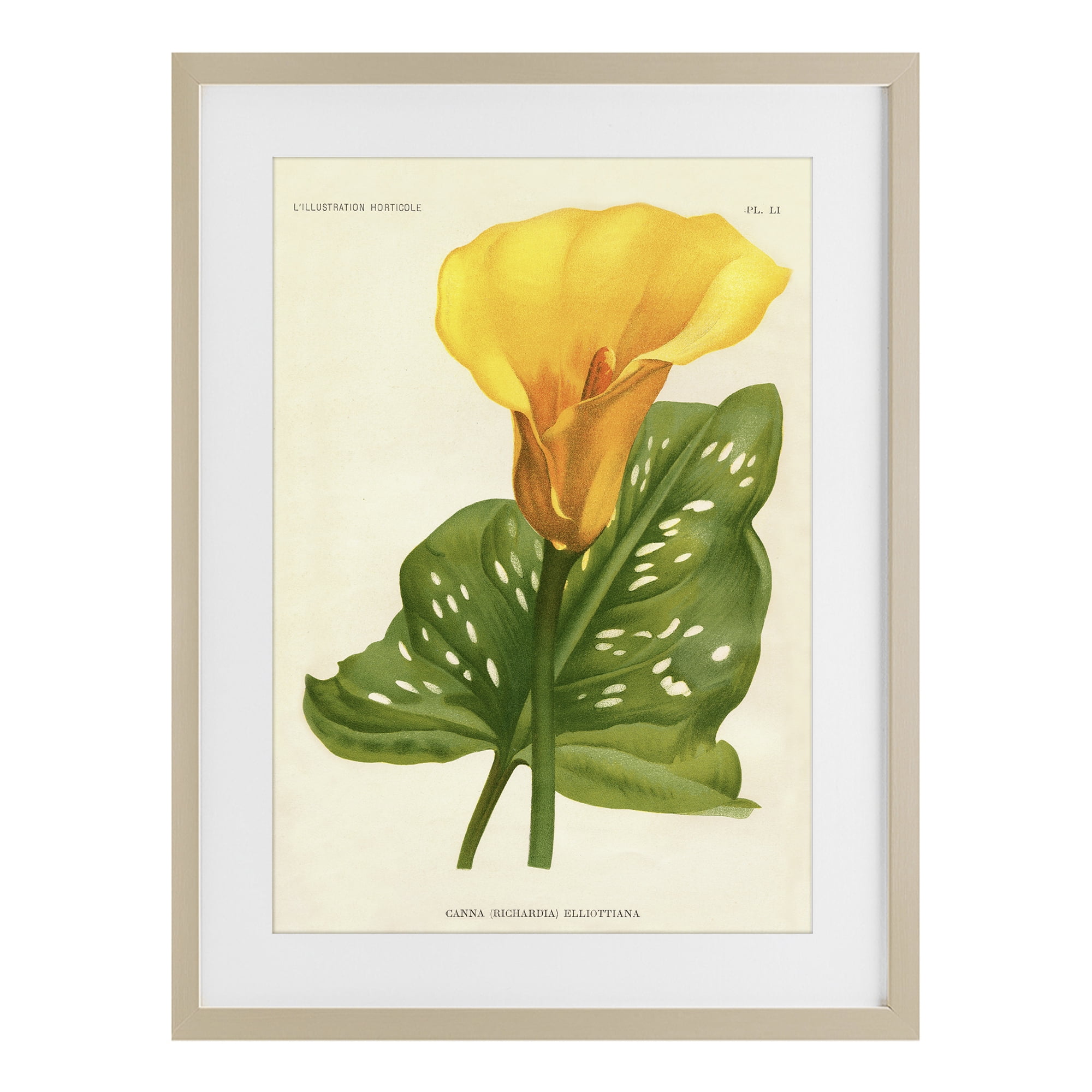 Stupell Industries Yellow Canna Lily Birch Framed Print Under Glass, design by Print Collection