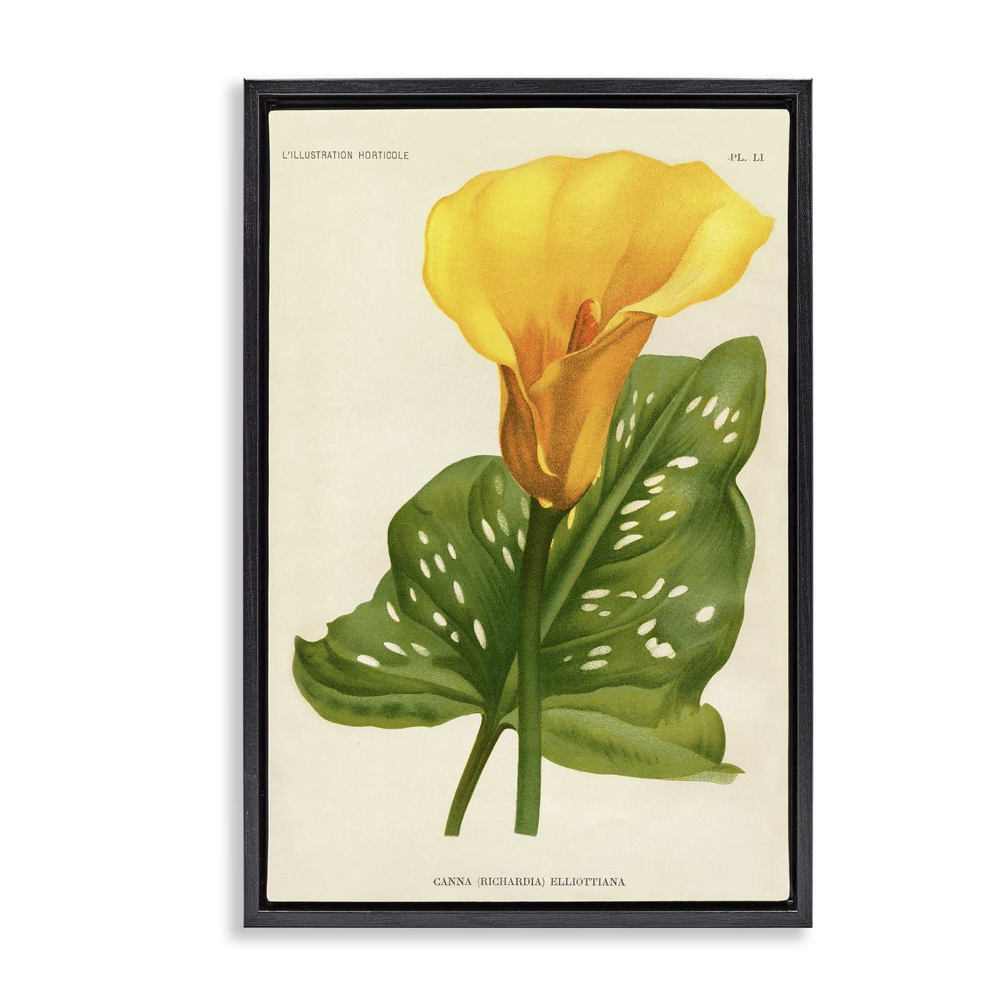 Stupell Industries Yellow Canna Lily Black Framed Floater Canvas Wall Art, design by Print Collection