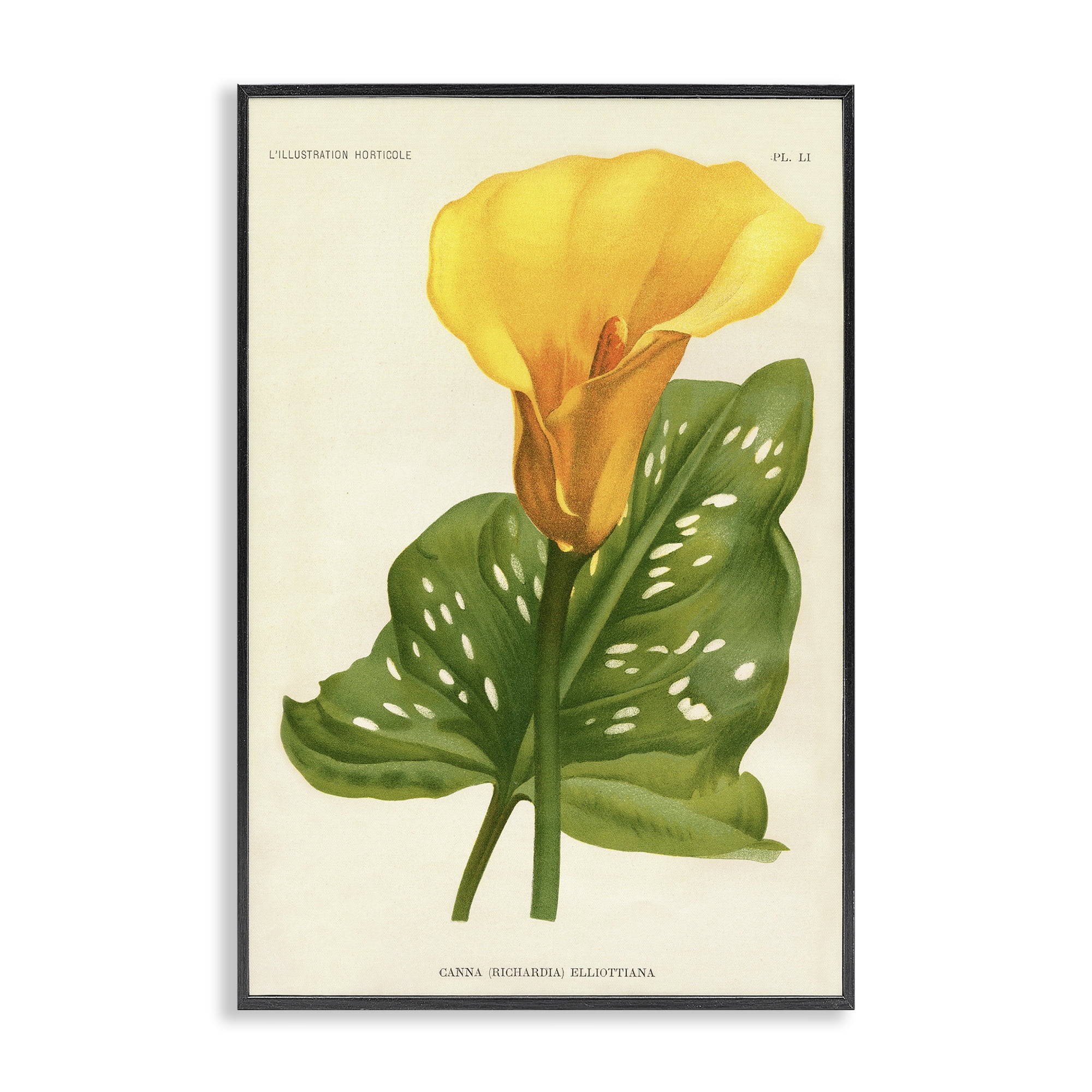 Stupell Industries Yellow Canna Lily Black Framed Giclee Art, design by Print Collection