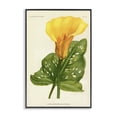 thumbnail image 1 of Stupell Industries French Country Yellow Canna Lily Black Framed Giclee Art, 16 x 24, by Print Collection, 1 of 8
