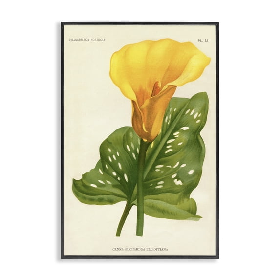 Stupell Industries French Country Yellow Canna Lily Black Framed Giclee Art, 16 x 24, by Print Collection