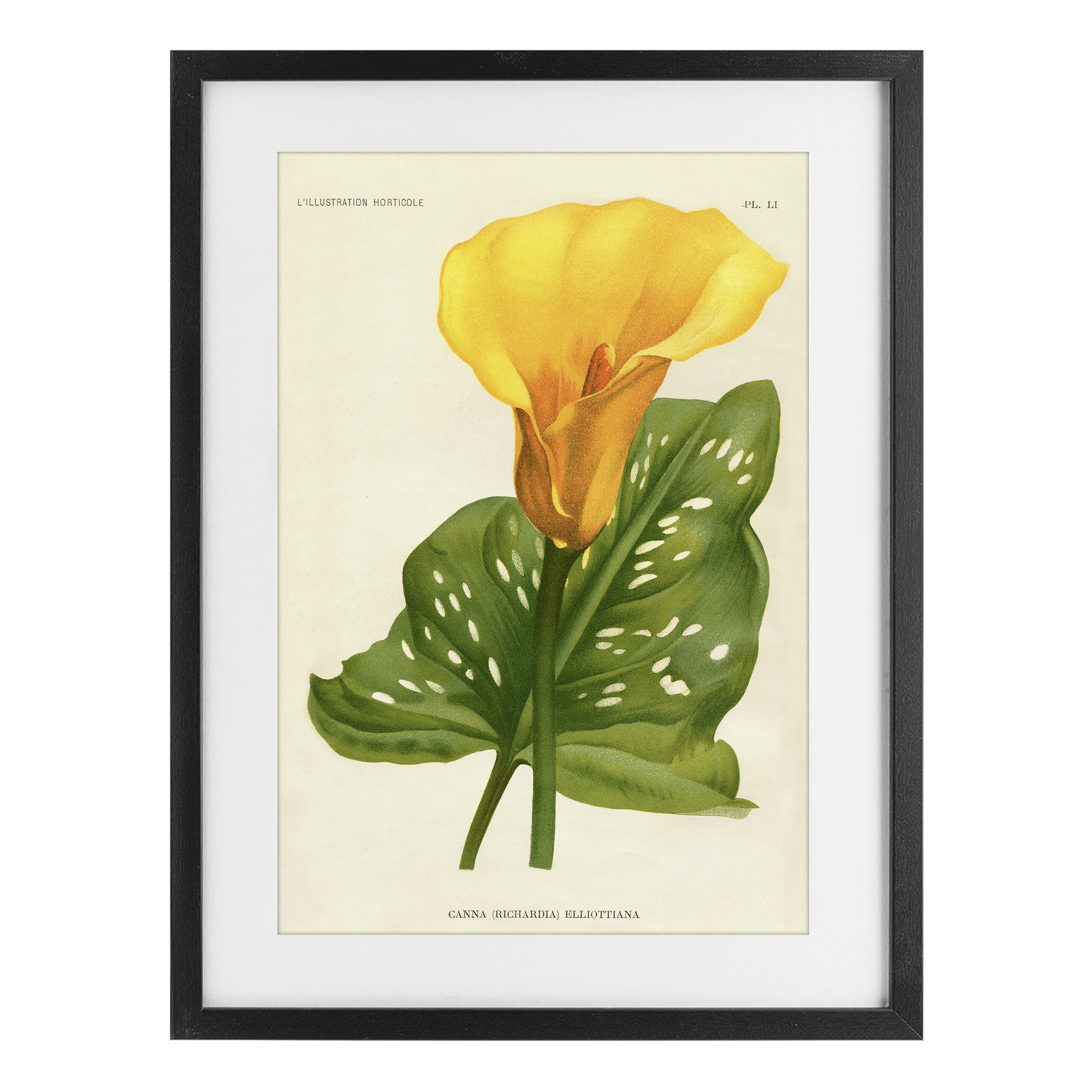 Stupell Industries Yellow Canna Lily Black Framed Print Under Glass, design by Print Collection