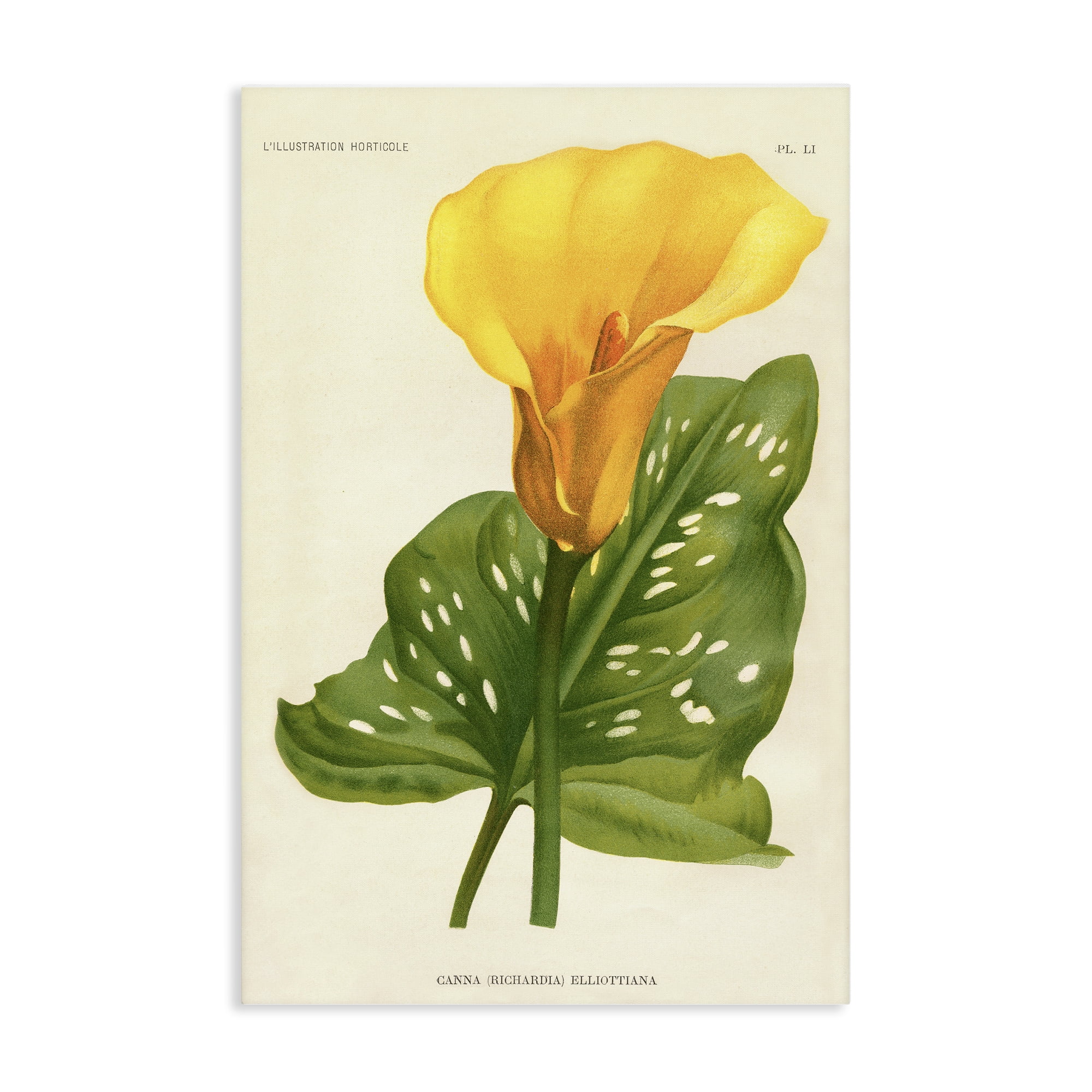 Stupell Industries Yellow Canna Lily Canvas Wall Art, design by Print Collection