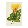 thumbnail image 1 of Stupell Industries French Country Yellow Canna Lily Canvas Art, 16 x 24, by Print Collection, 1 of 8