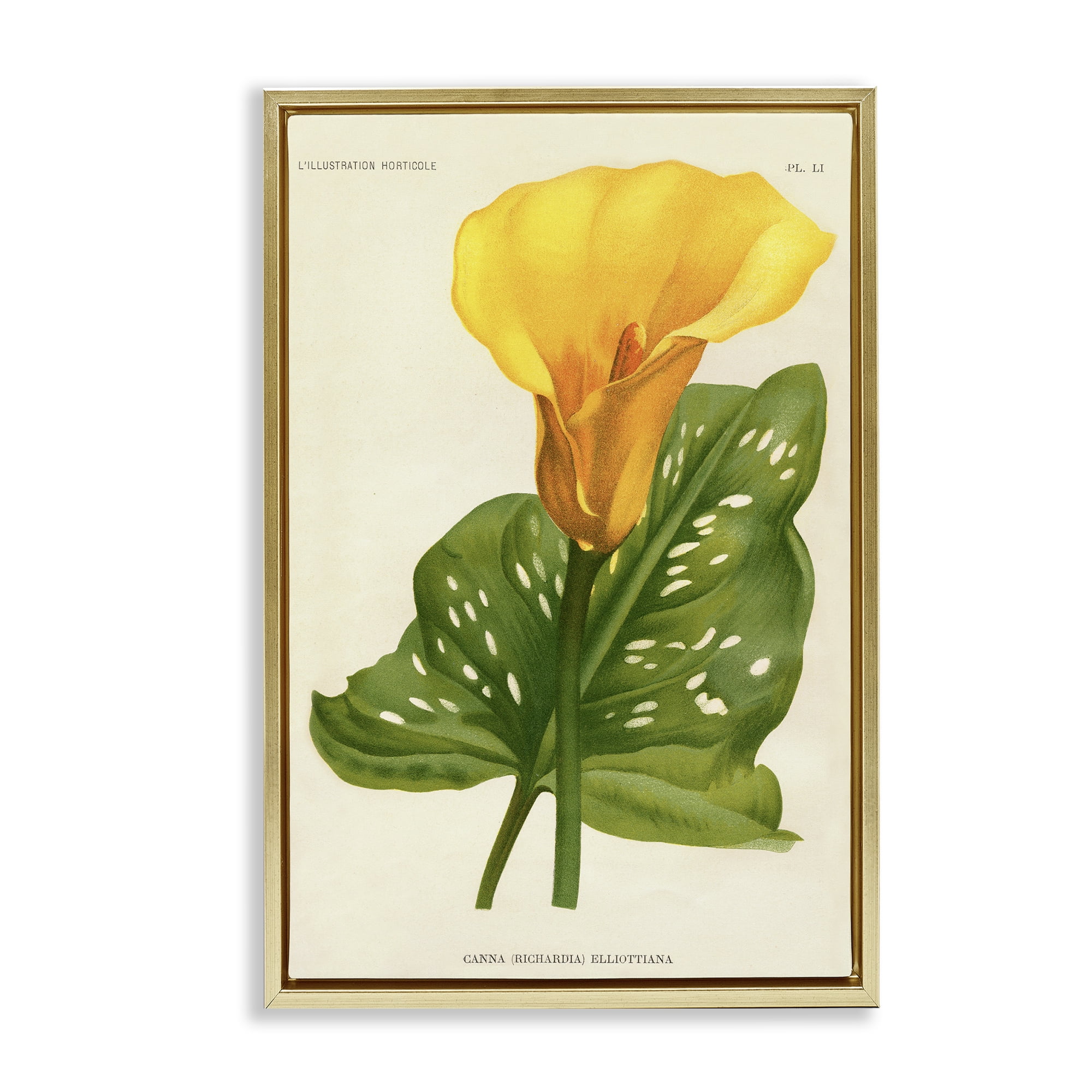 Stupell Industries Yellow Canna Lily Gold Framed Floater Canvas Wall Art, design by Print Collection