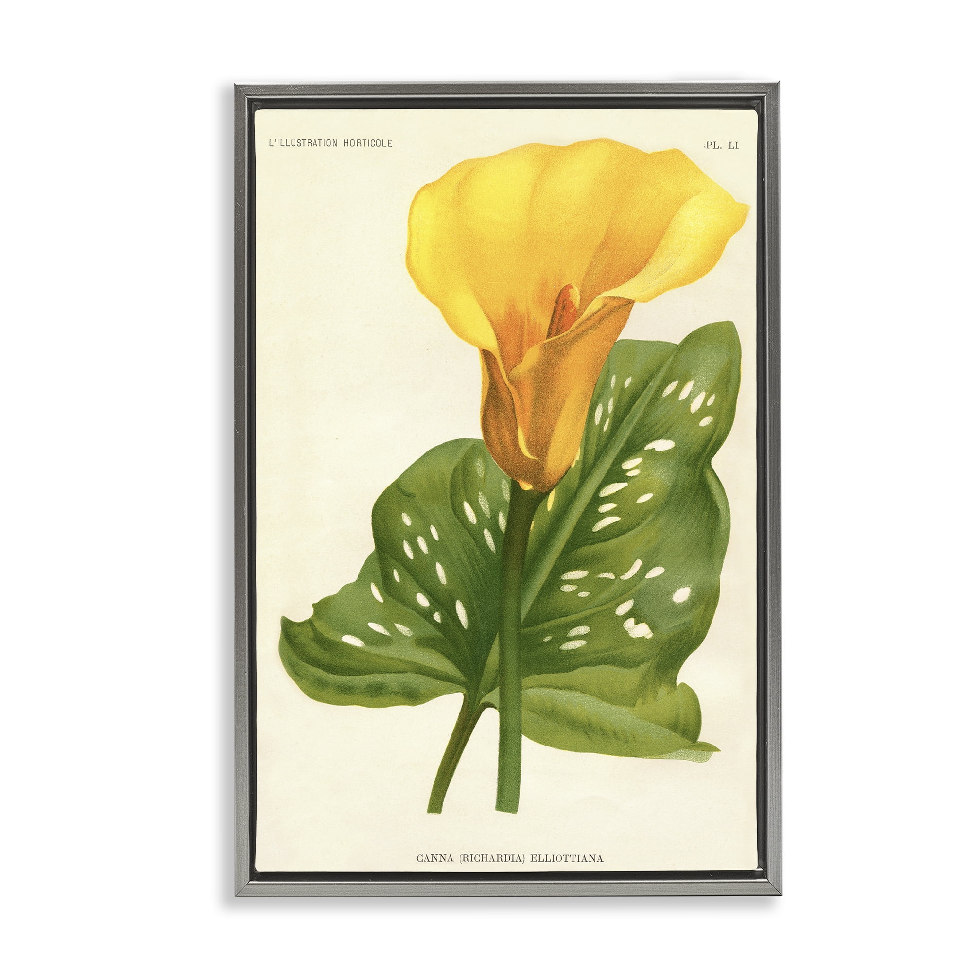 Stupell Industries Yellow Canna Lily Gray Framed Floater Canvas Wall Art, design by Print Collection