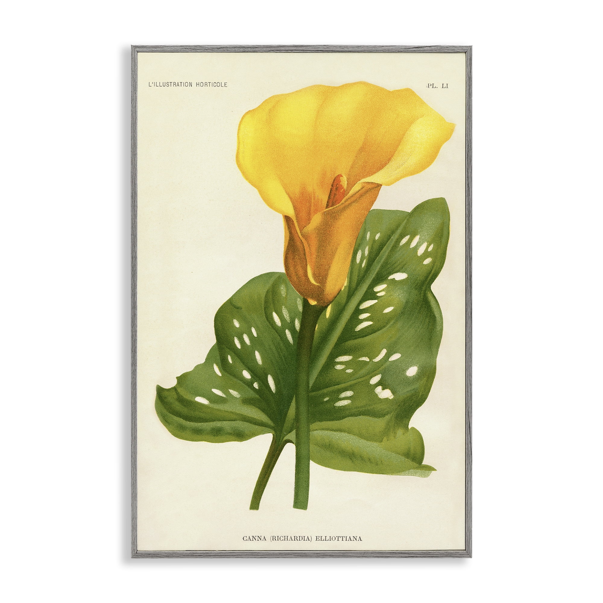 Stupell Industries Yellow Canna Lily Gray Framed Giclee Art, design by Print Collection