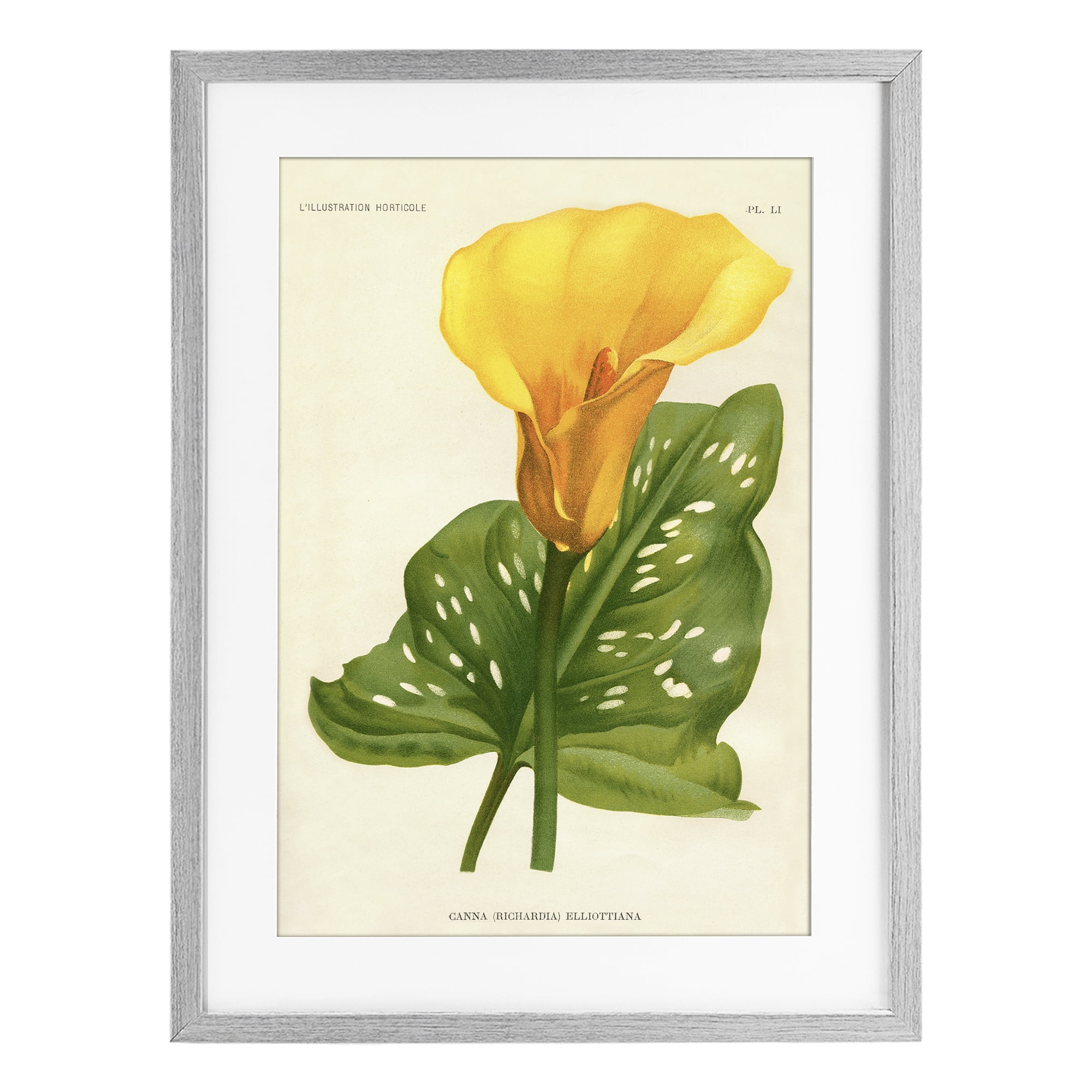 Stupell Industries Yellow Canna Lily Gray Framed Print Under Glass, design by Print Collection