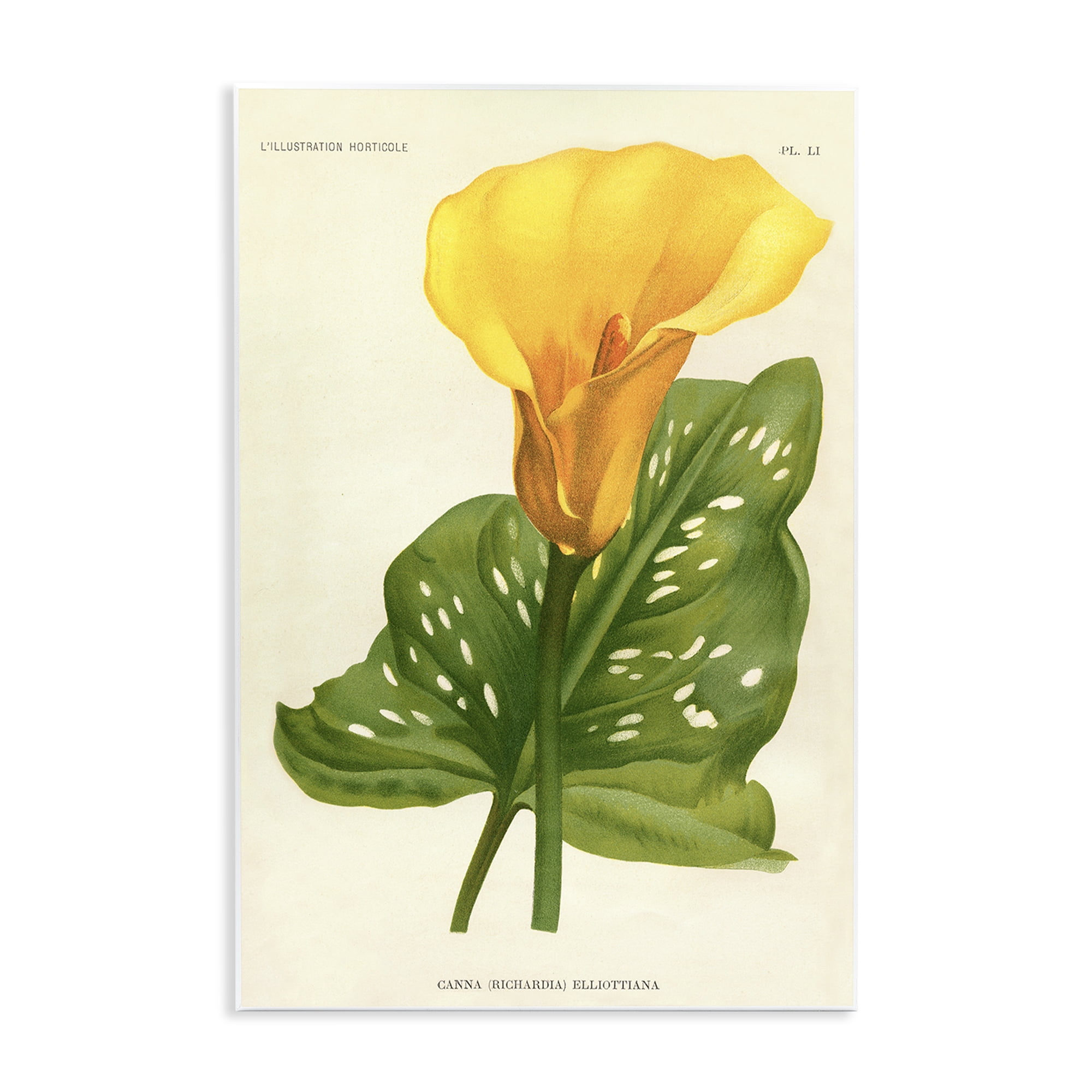 Stupell Industries Yellow Canna Lily Wall Plaque Art, design by Print Collection