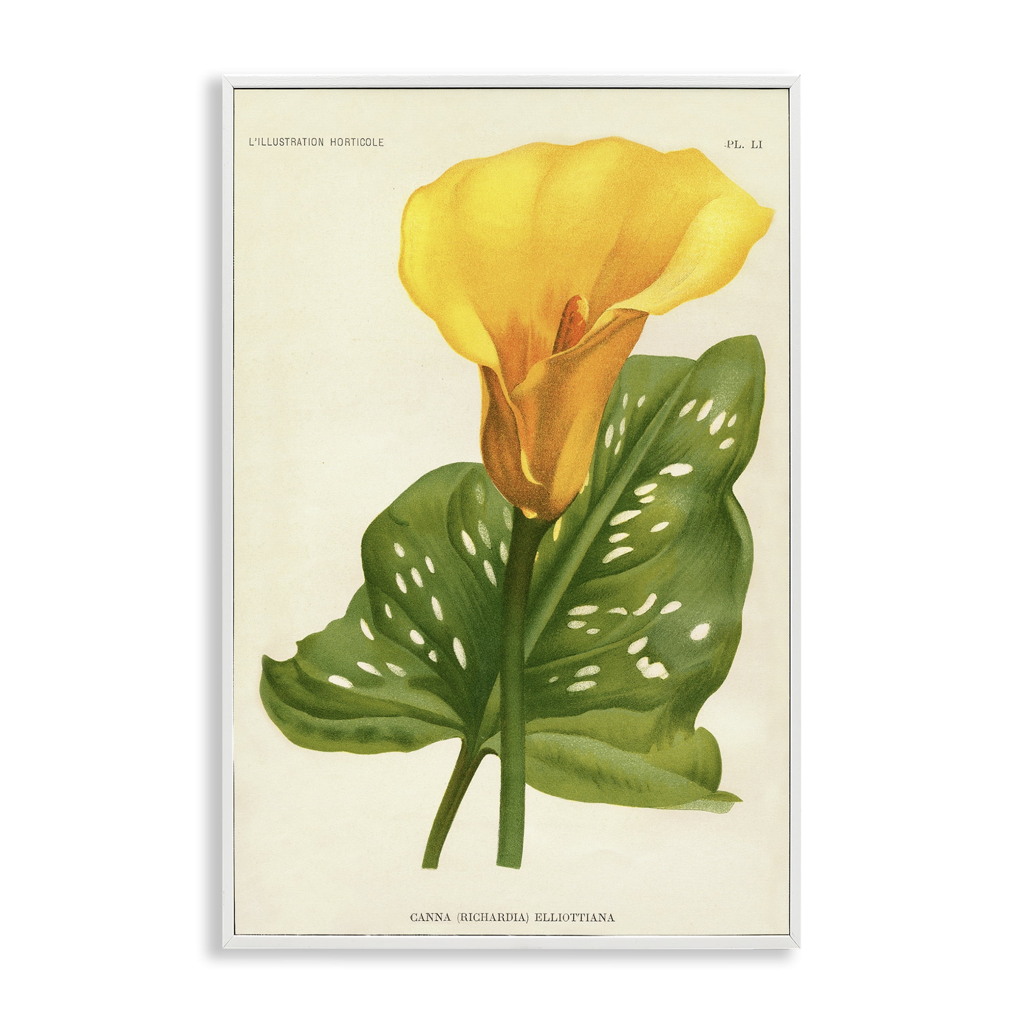 Stupell Industries Yellow Canna Lily White Framed Giclee Art, design by Print Collection