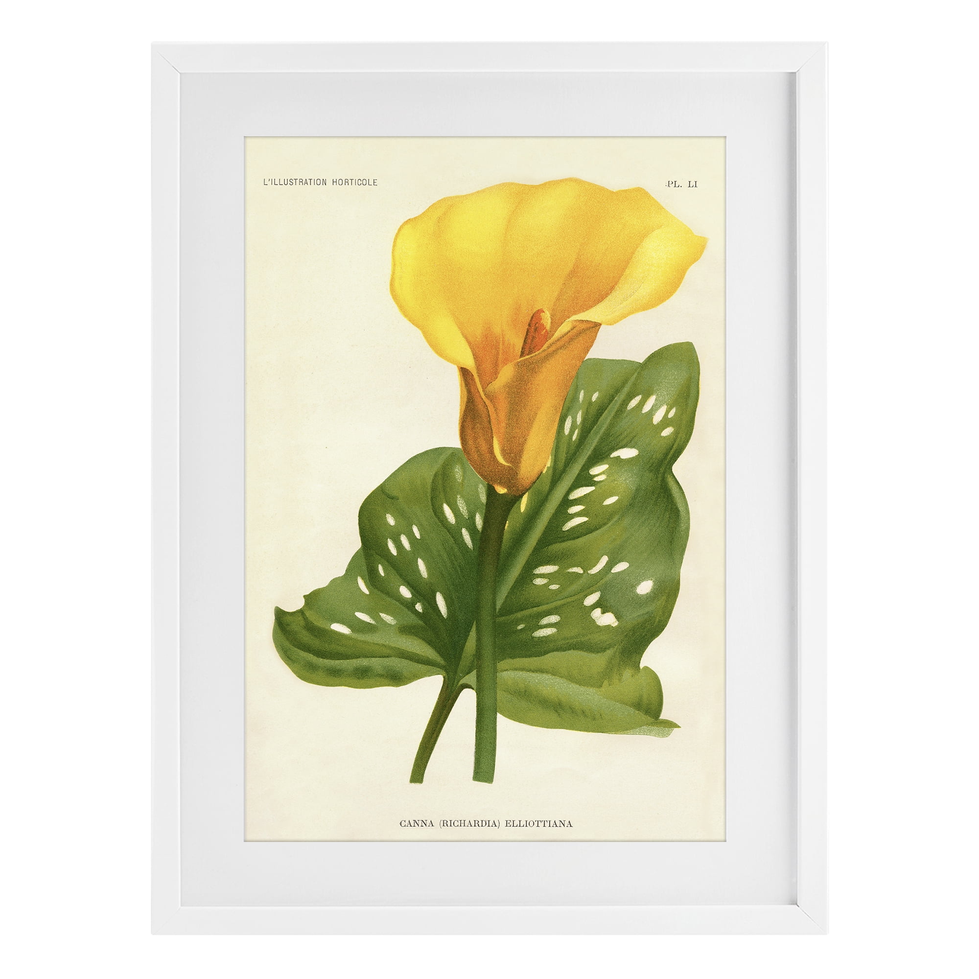 Stupell Industries Yellow Canna Lily White Framed Print Under Glass, design by Print Collection