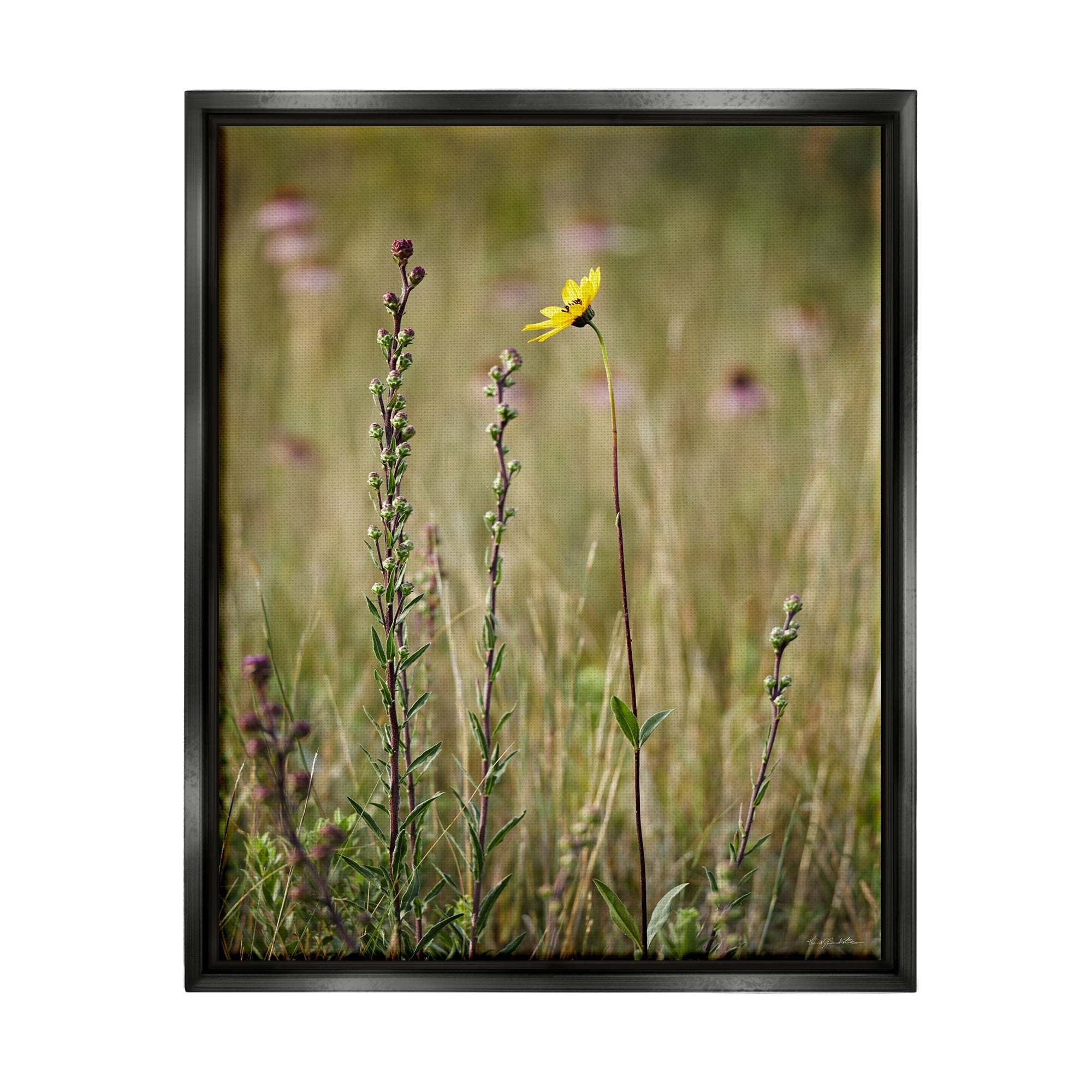 Stupell Industries Yellow Daisy Sprout Botanical & Floral Photography Black Floater Framed Canvas Art Print Wall Art, 17 x 21