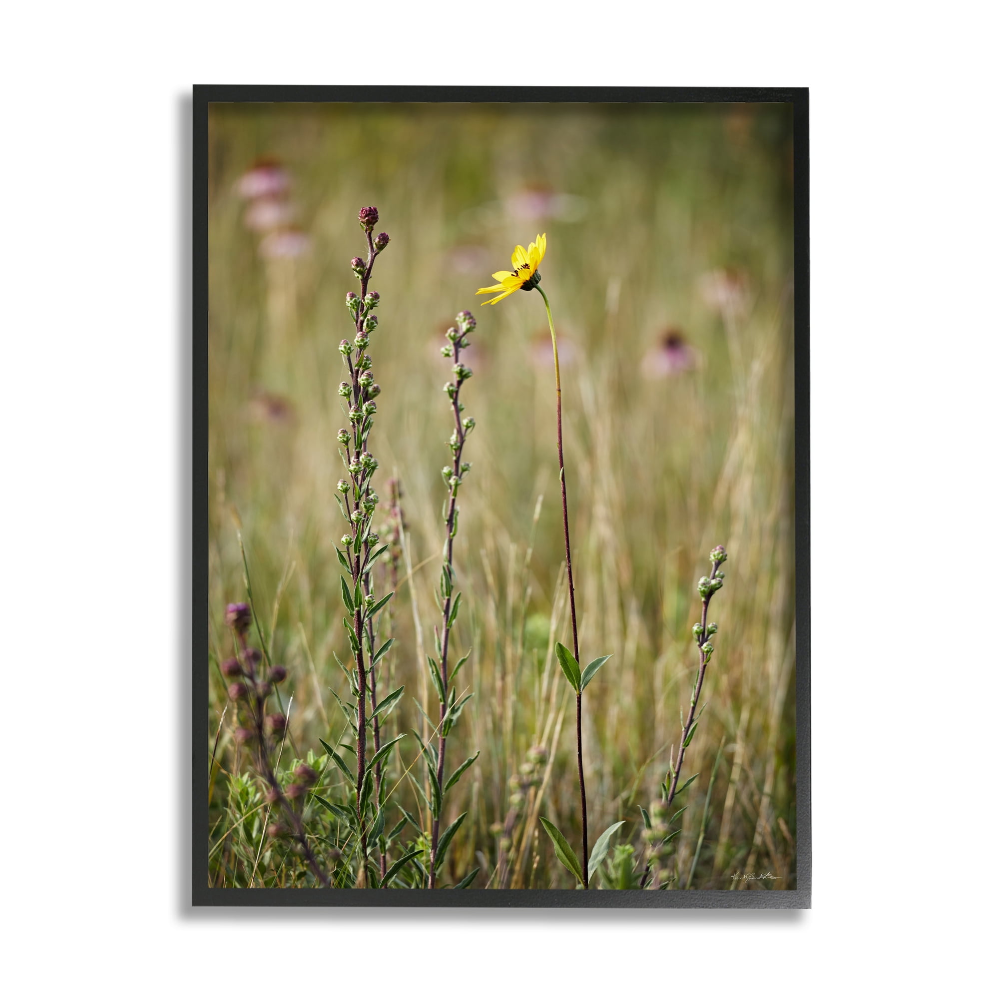 Stupell Industries Yellow Daisy Sprout Botanical & Floral Photography Black Framed Art Print Wall Art, 16 x 20