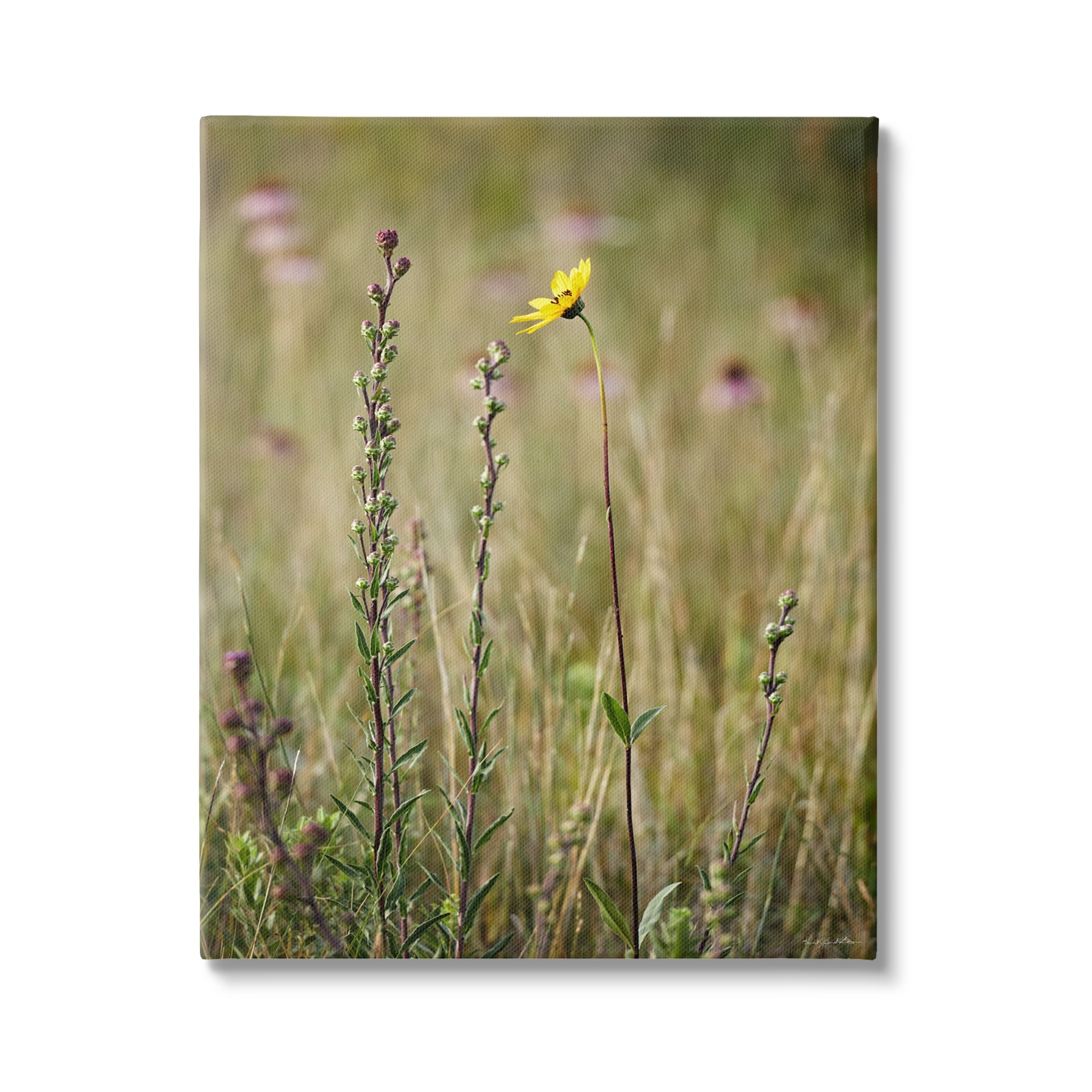 Stupell Industries Yellow Daisy Sprout Botanical & Floral Photography Gallery Wrapped Canvas Art Print Wall Art, 16 x 20
