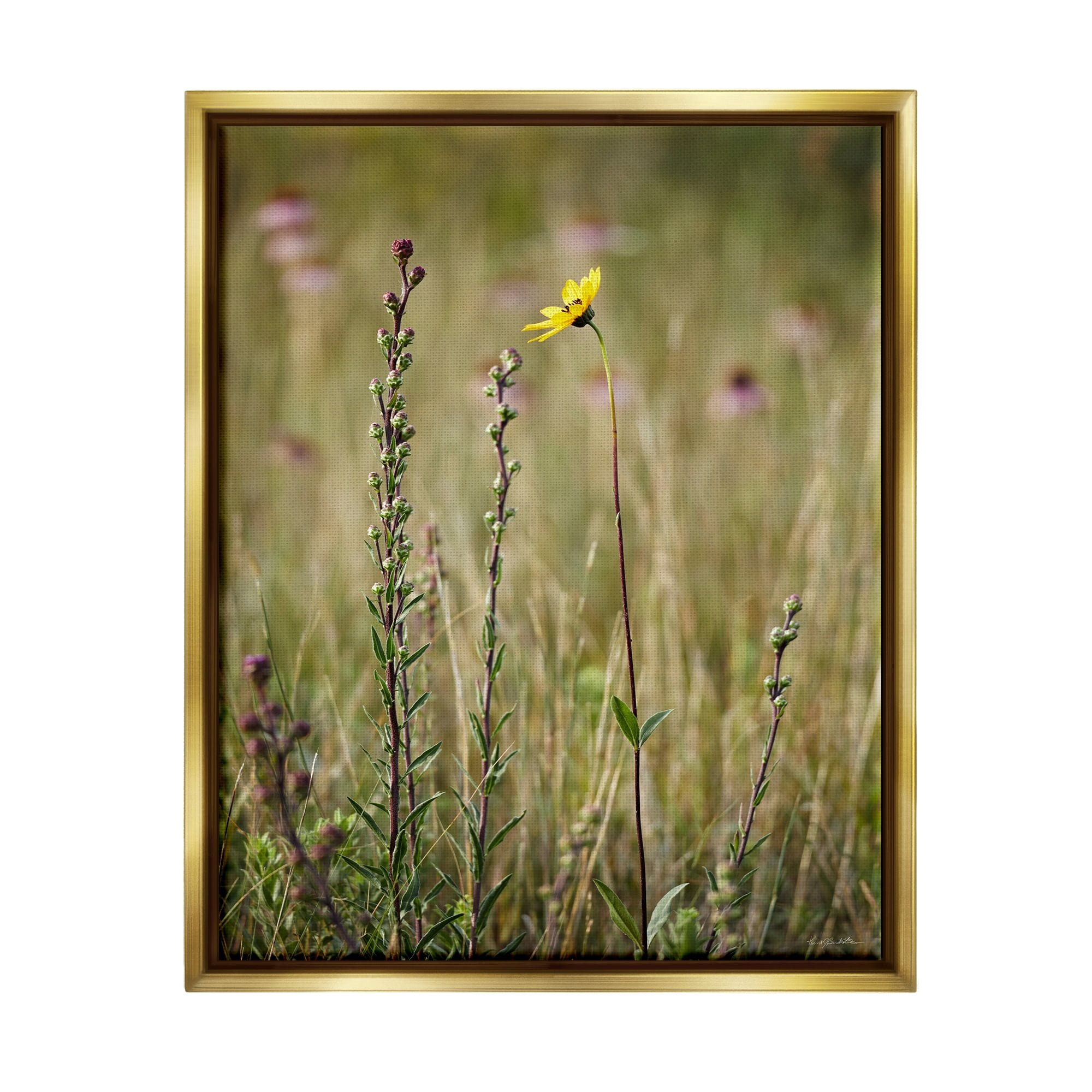 Stupell Industries Yellow Daisy Sprout Botanical & Floral Photography Gold Floater Framed Canvas Art Print Wall Art, 25 x 31