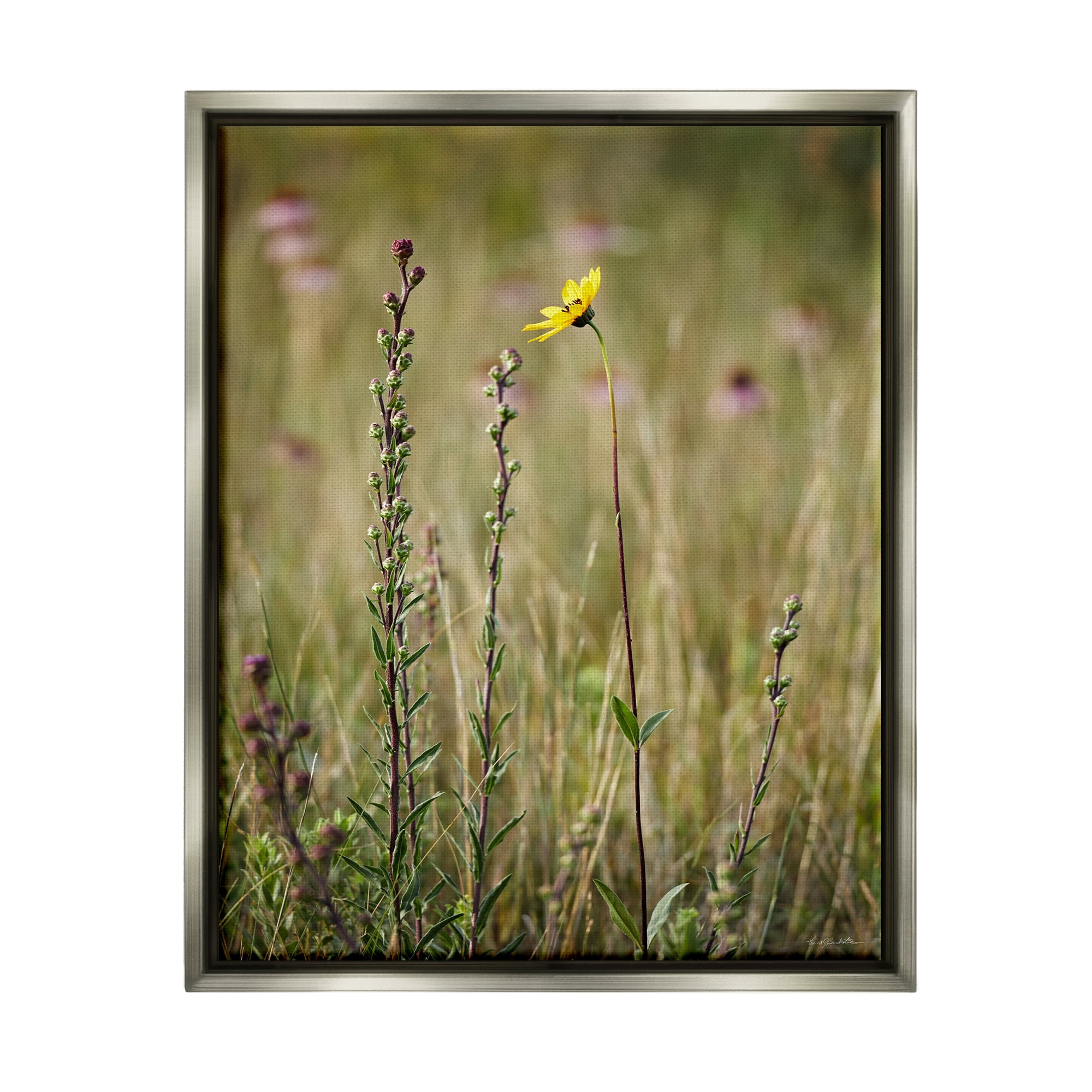 Stupell Industries Yellow Daisy Sprout Botanical & Floral Photography Gray Floater Framed Canvas Art Print Wall Art, 25 x 31