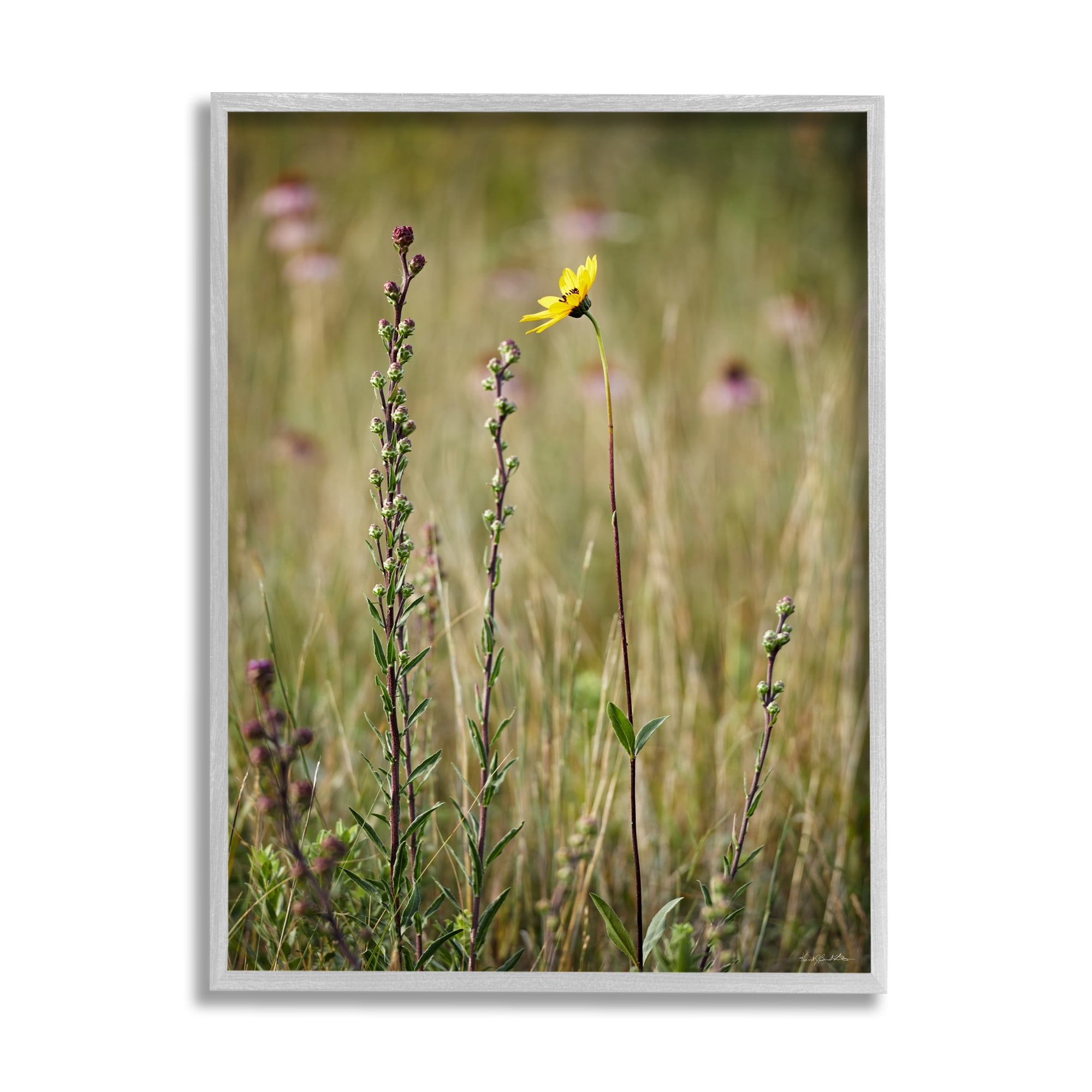 Stupell Industries Yellow Daisy Sprout Botanical & Floral Photography Gray Framed Art Print Wall Art, 24 x 30