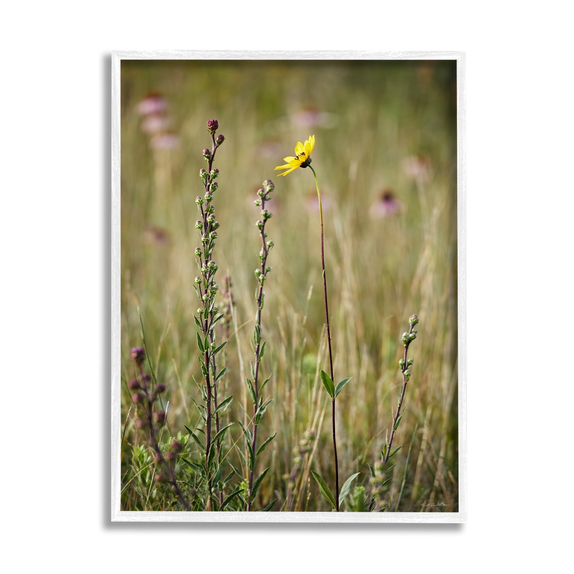 Stupell Industries Yellow Daisy Sprout Botanical & Floral Photography White Framed Art Print Wall Art, 11 x 14