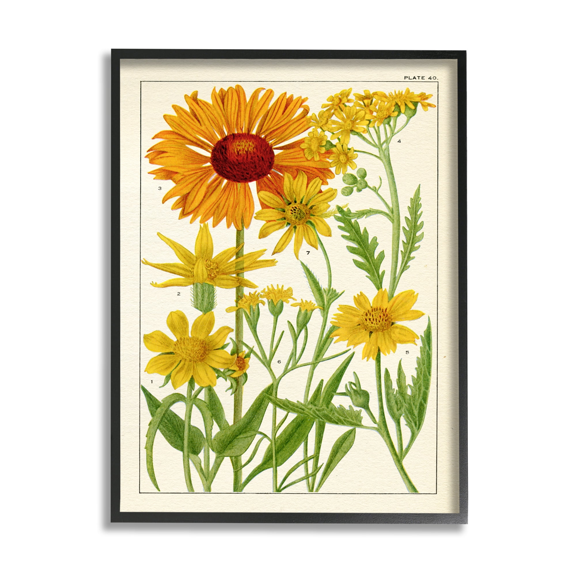 Stupell Industries Yellow Flower Studies Botanical & Floral Painting Black Framed Art Print Wall Art, 24 x 30