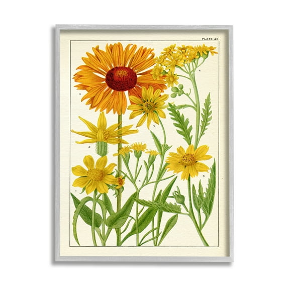 Stupell Industries Yellow Flower Studies Botanical & Floral Painting Gray Framed Art Print Wall Art, 11 x 14