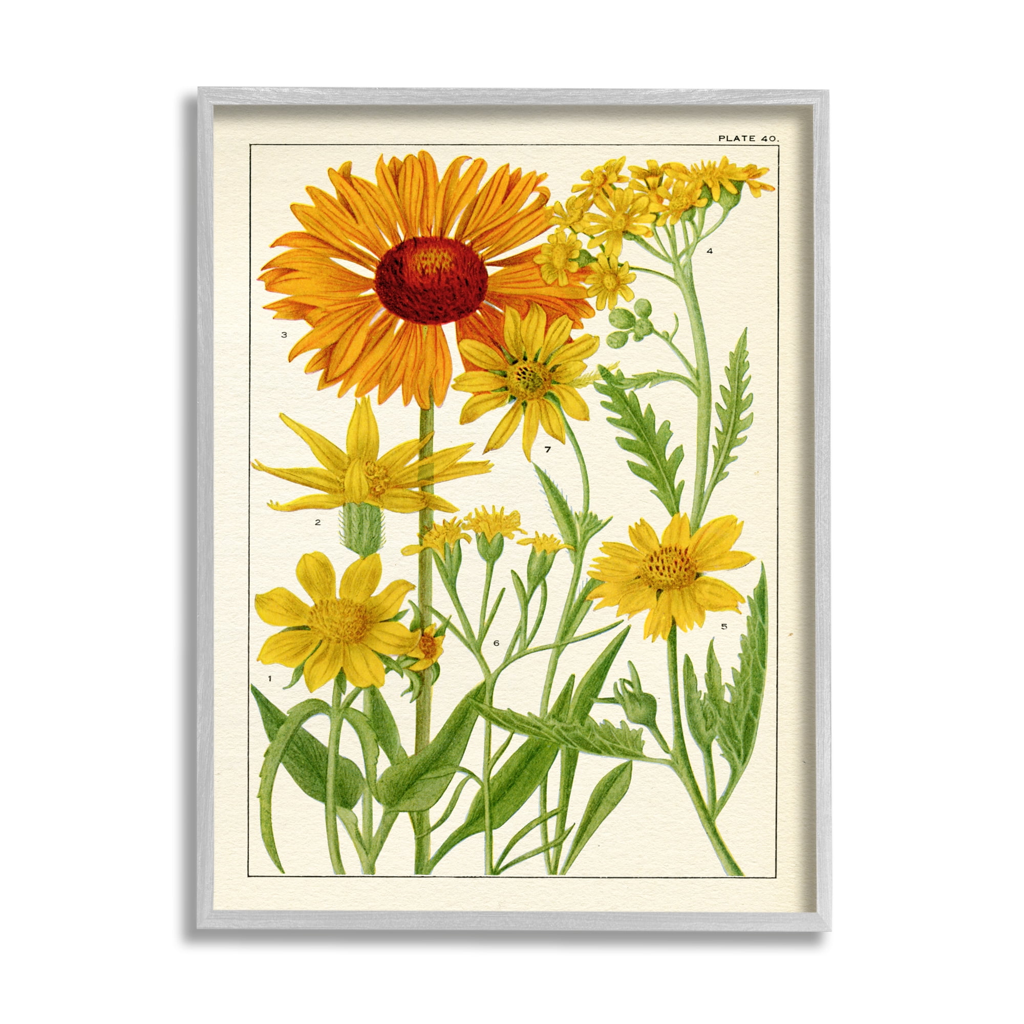 Stupell Industries Yellow Flower Studies Botanical & Floral Painting Gray Framed Art Print Wall Art, 16 x 20