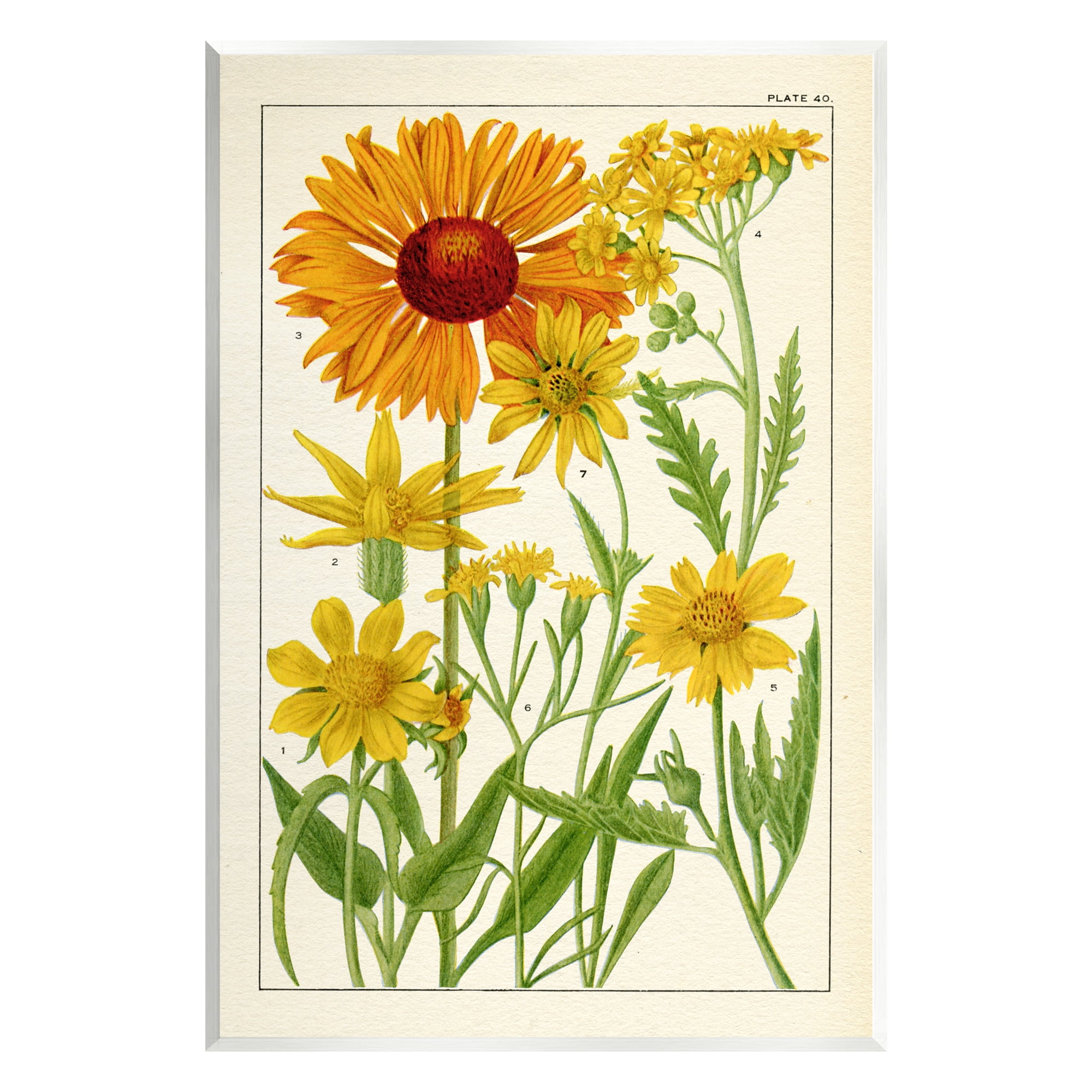 Stupell Industries Yellow Flower Studies Botanical & Floral Painting Unframed Art Print Wall Art, 13 x 19