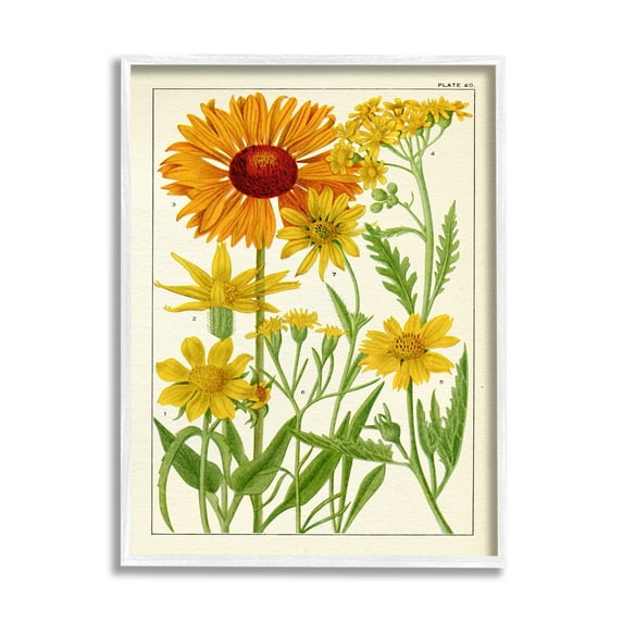 Stupell Industries Yellow Flower Studies Botanical & Floral Painting White Framed Art Print Wall Art, 24 x 30